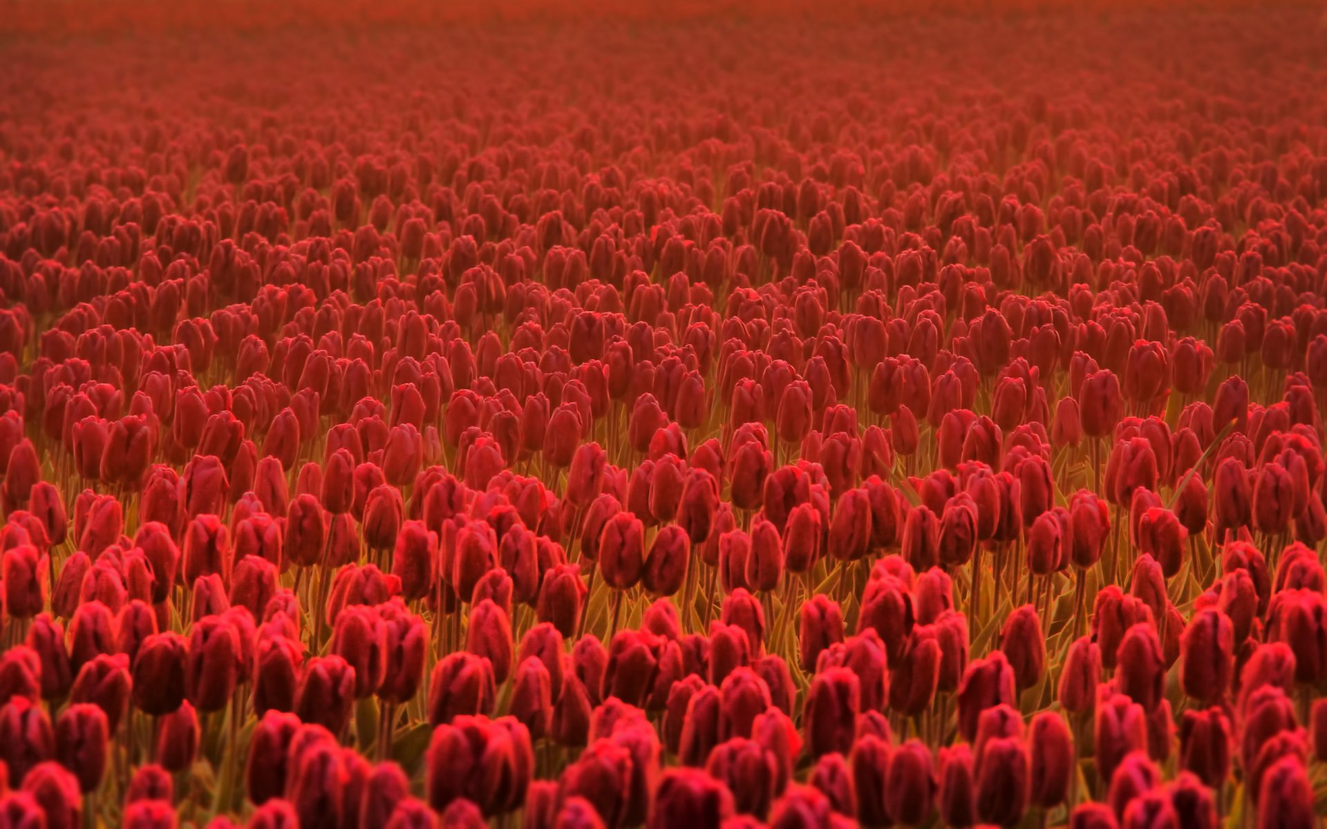 tulipes fleurs fleur fleurs printemps été fleurs de printemps fleurs d été champ champs fraîcheur casny rouge