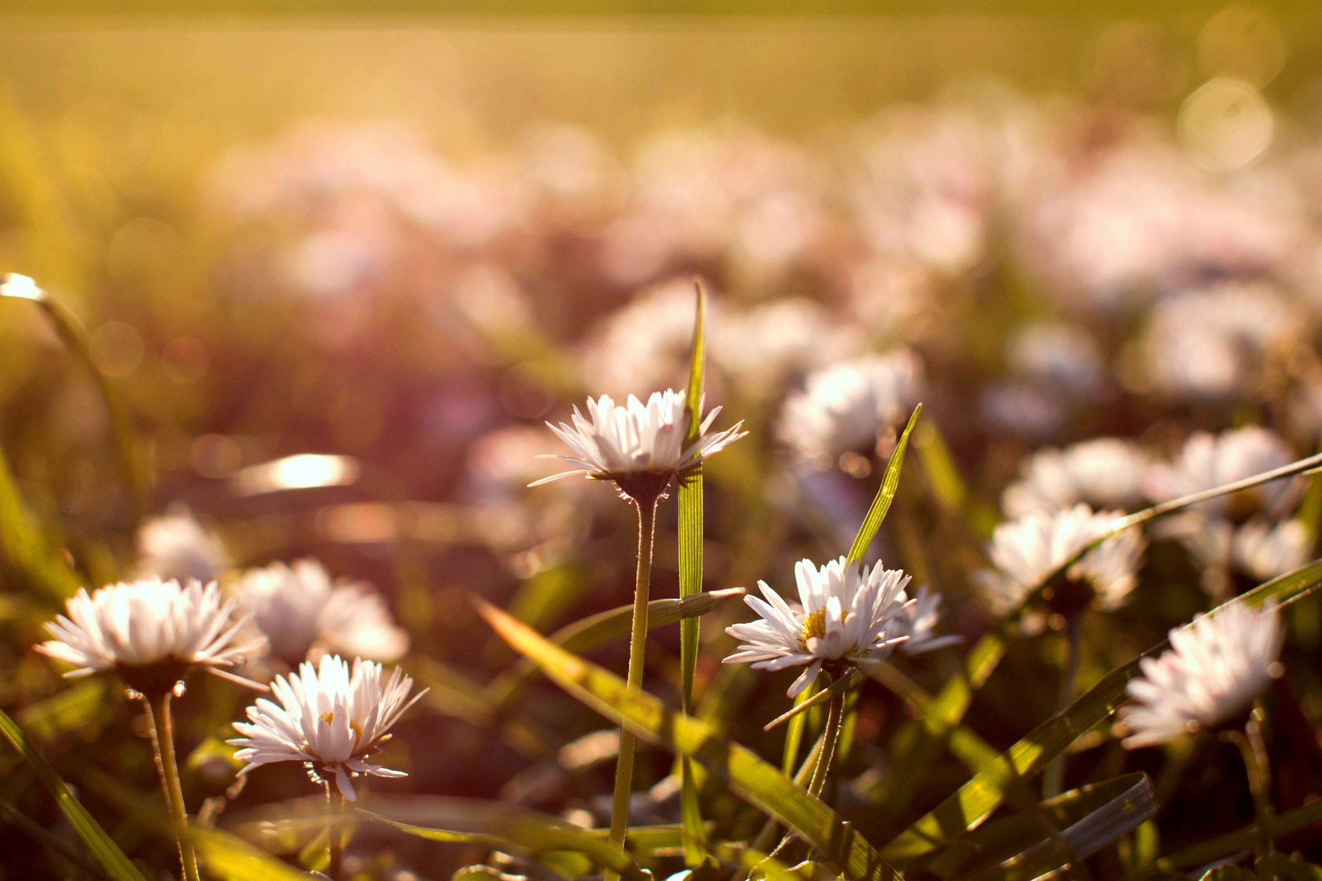 chamomile flower buds white grass field nature