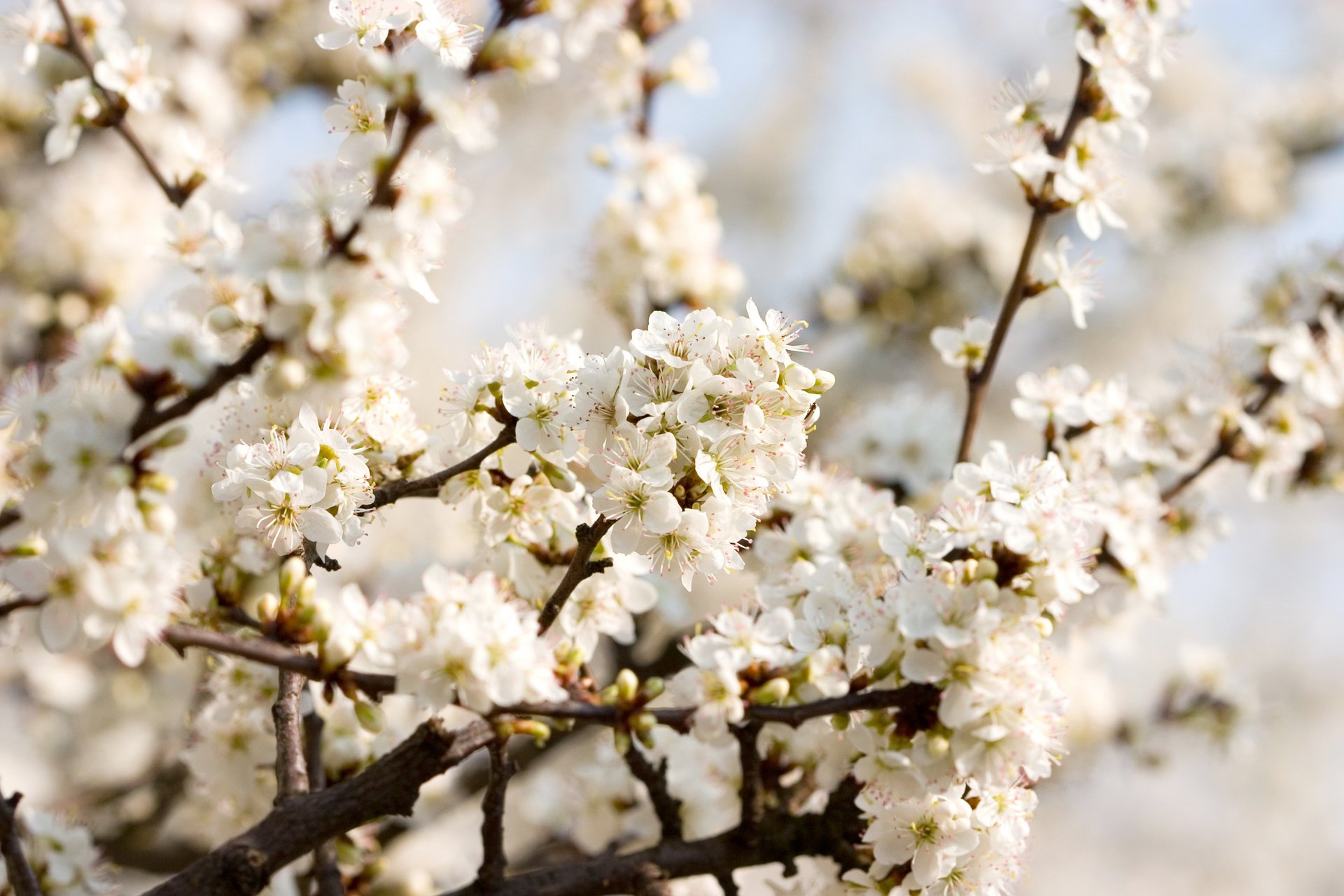 kwiaty wiśni piękne tapety natura kwiaty biały wiśnia kwiat wiosna biały płatki gałęzie czułość piękno makro