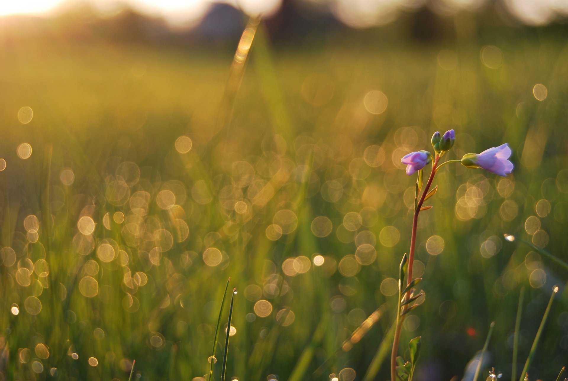 herbe plantes champ fleurs gouttes éblouissement rosée macro été fraîcheur lumière beauté