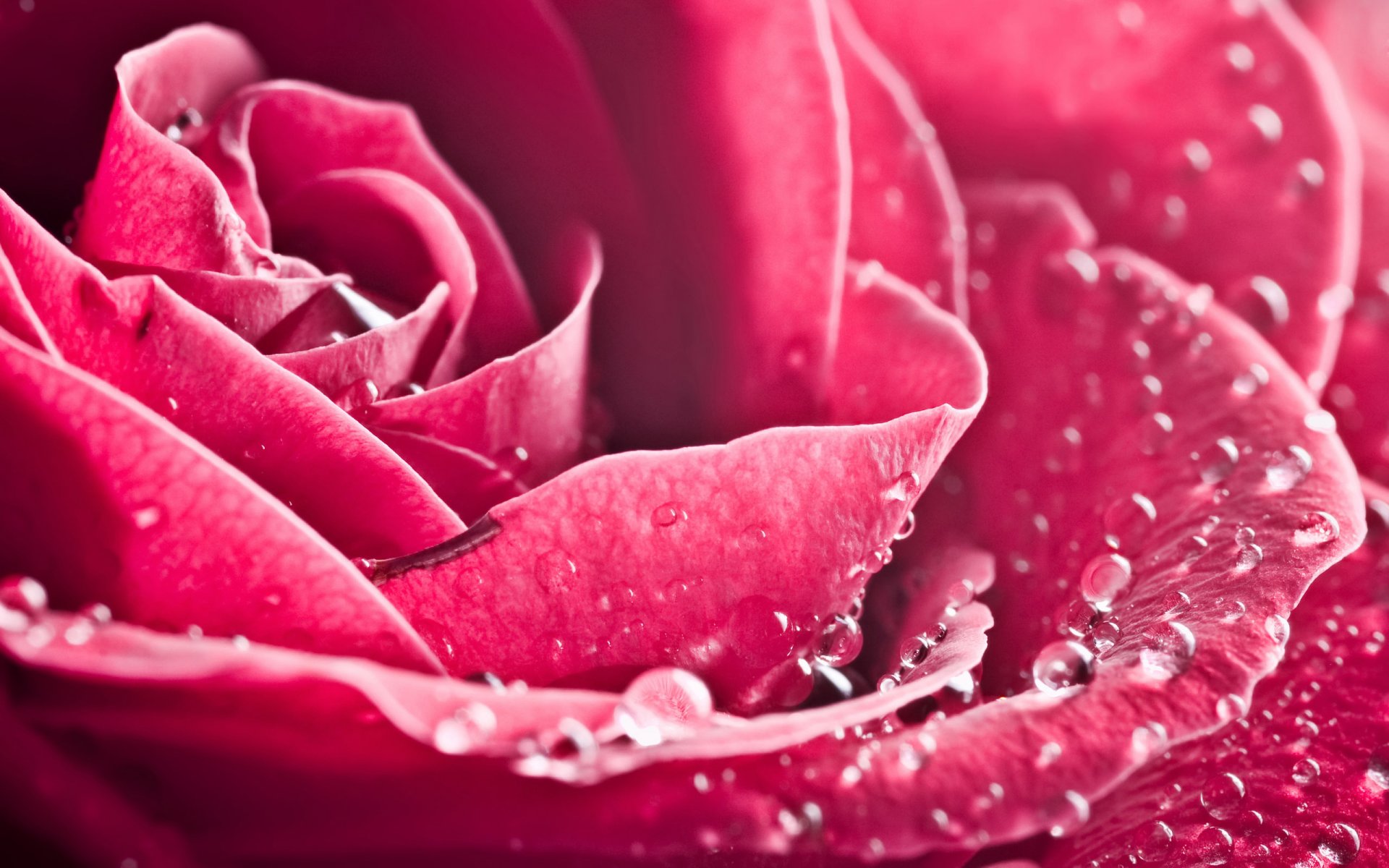 rose bourgeon pétales fleur gouttes gros plan