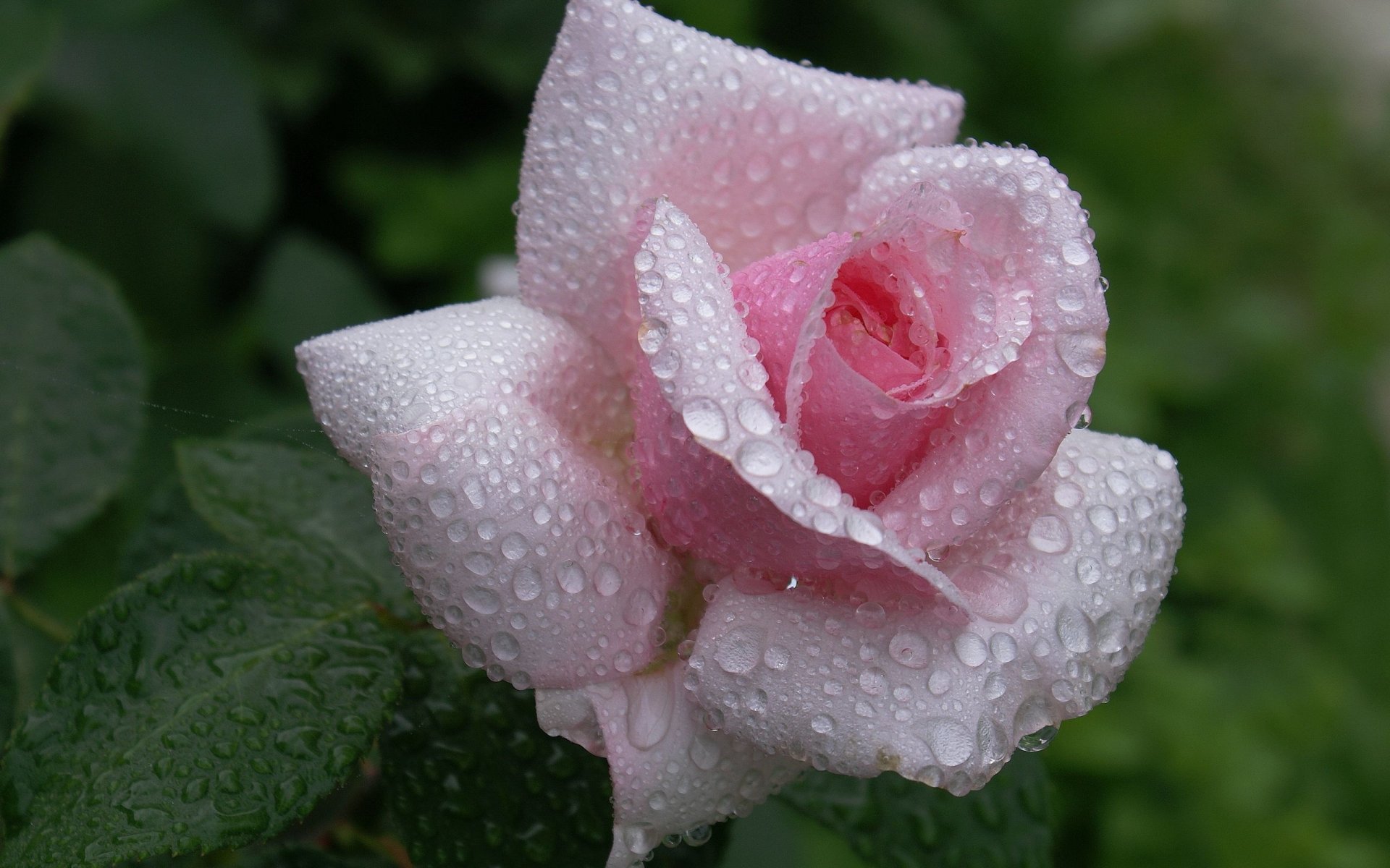 rose rosa blume wassertropfen schöne hintergrundbilder natur rose rosa knospe blütenblätter tau tropfen schönheit zärtlichkeit