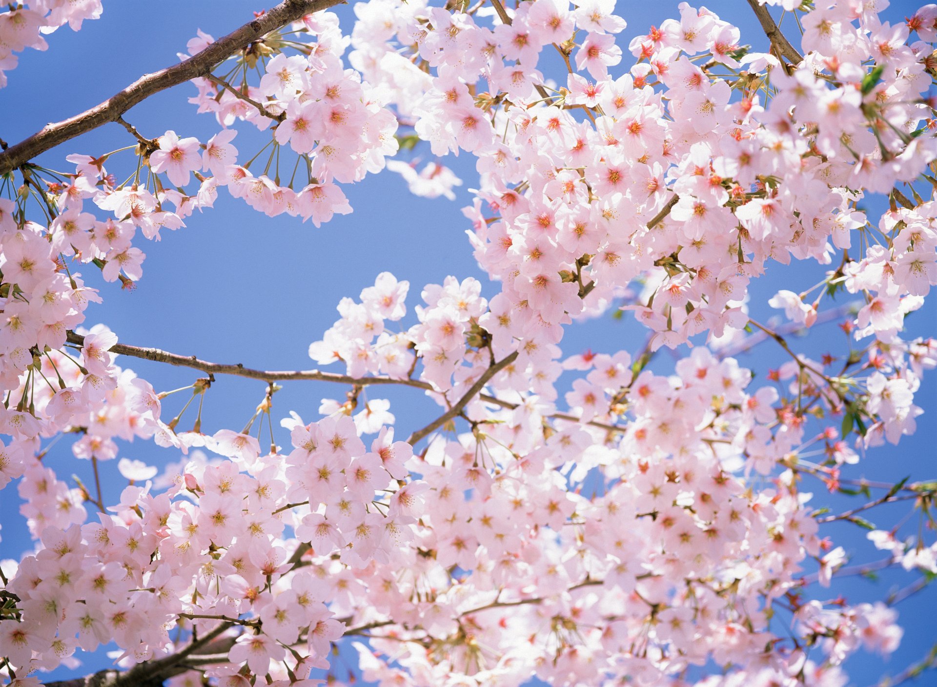 japonia park sakura wiśnie wiosna kwiaty różowy biały kwitnąca sakura wiśnie gałęzie różowe białe płatki wiosna piękno czułość niebo promienie słoneczne