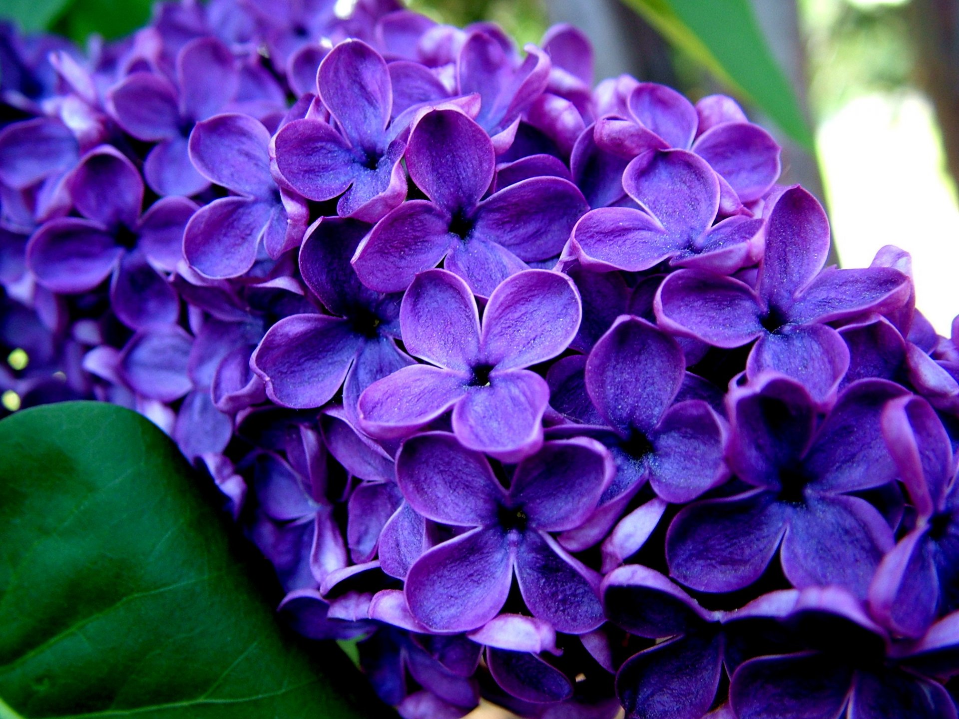 branch lilac close up