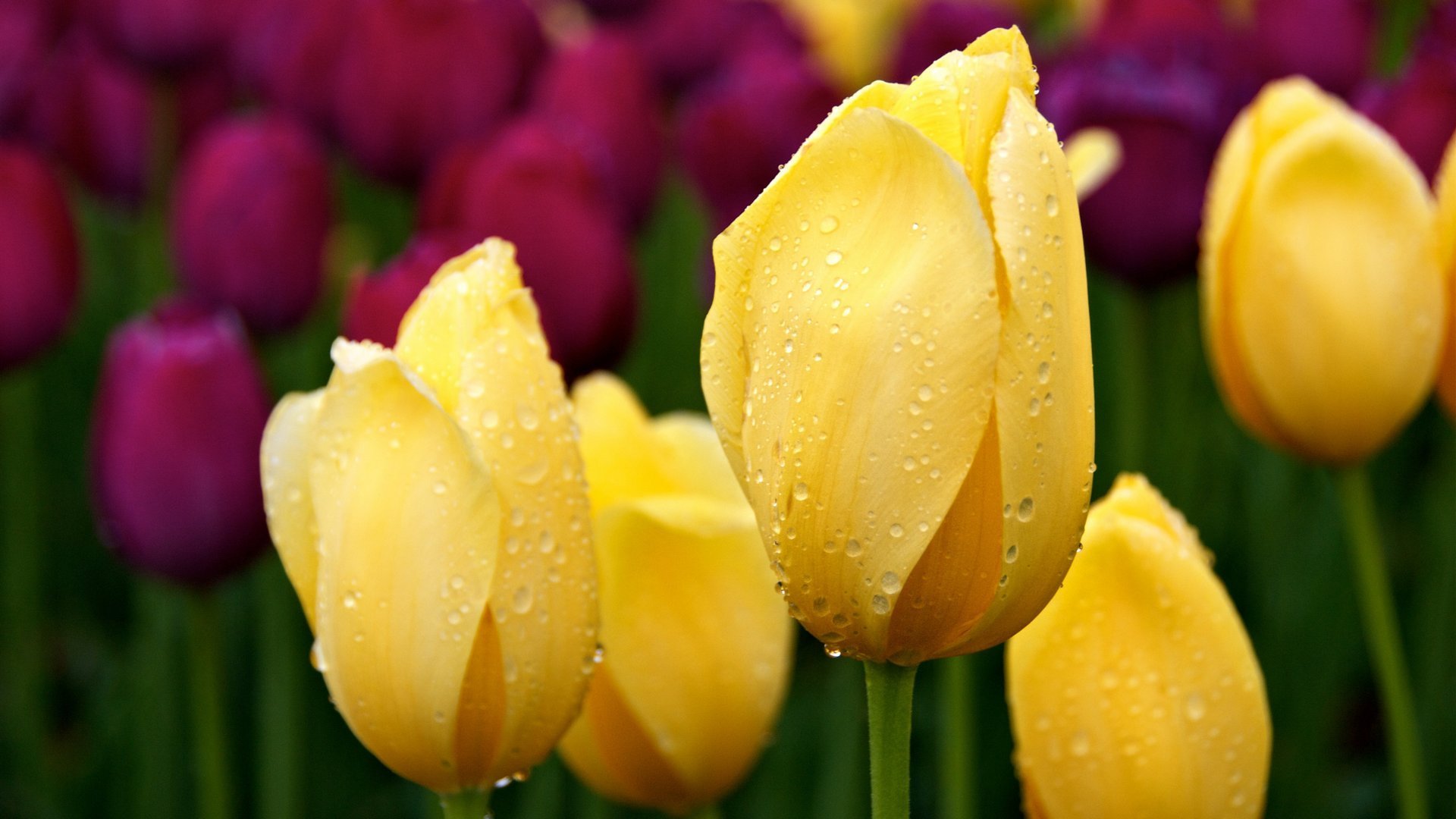 tulipes tulipe fleurs fleur bourgeon pétales rosée gouttes printemps nature