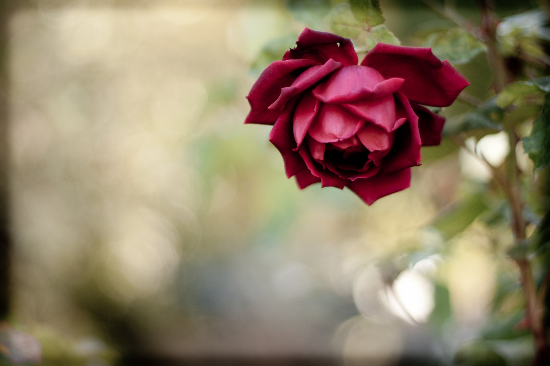 red rose flower petals the stem