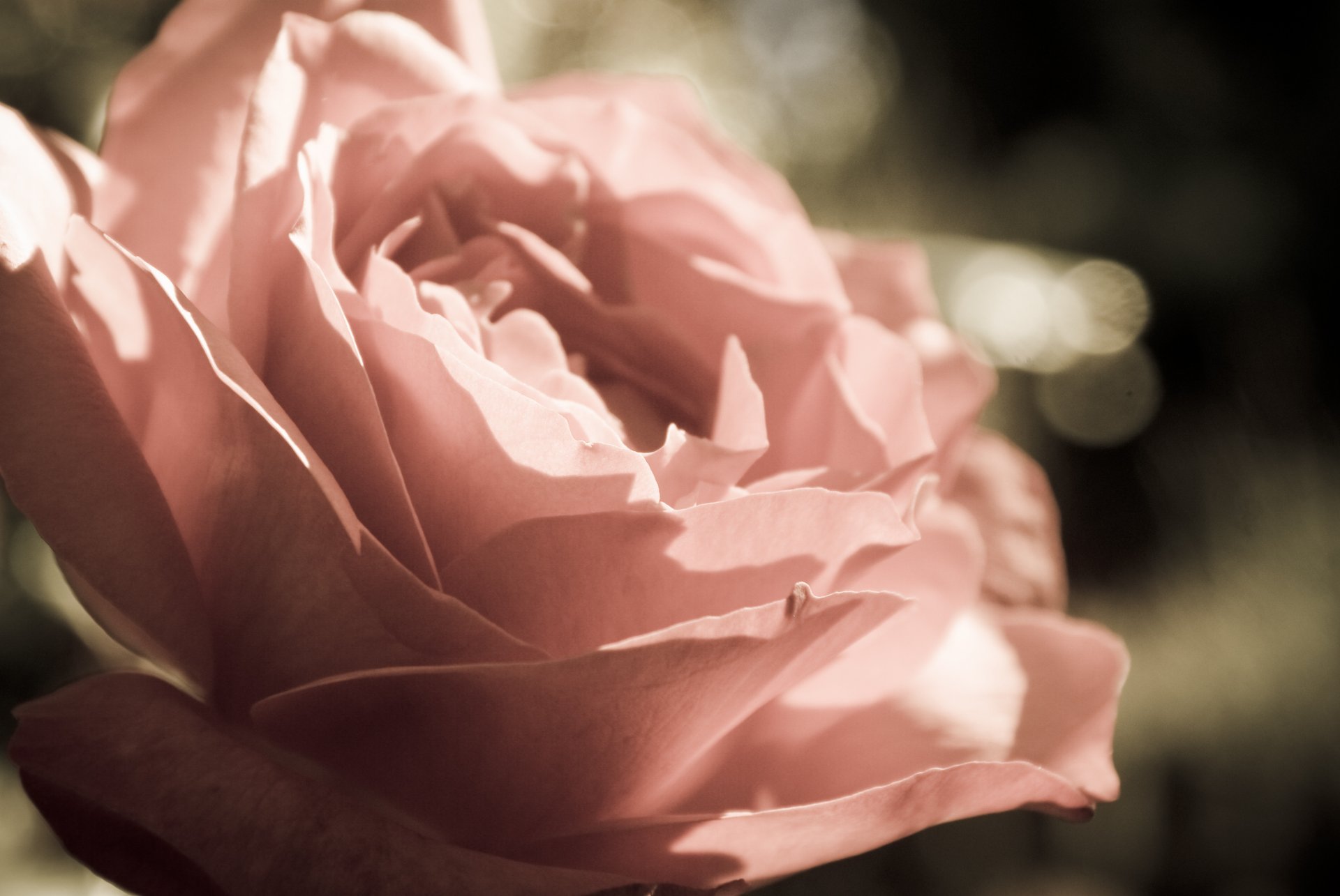 flores rosa brote pétalos macro