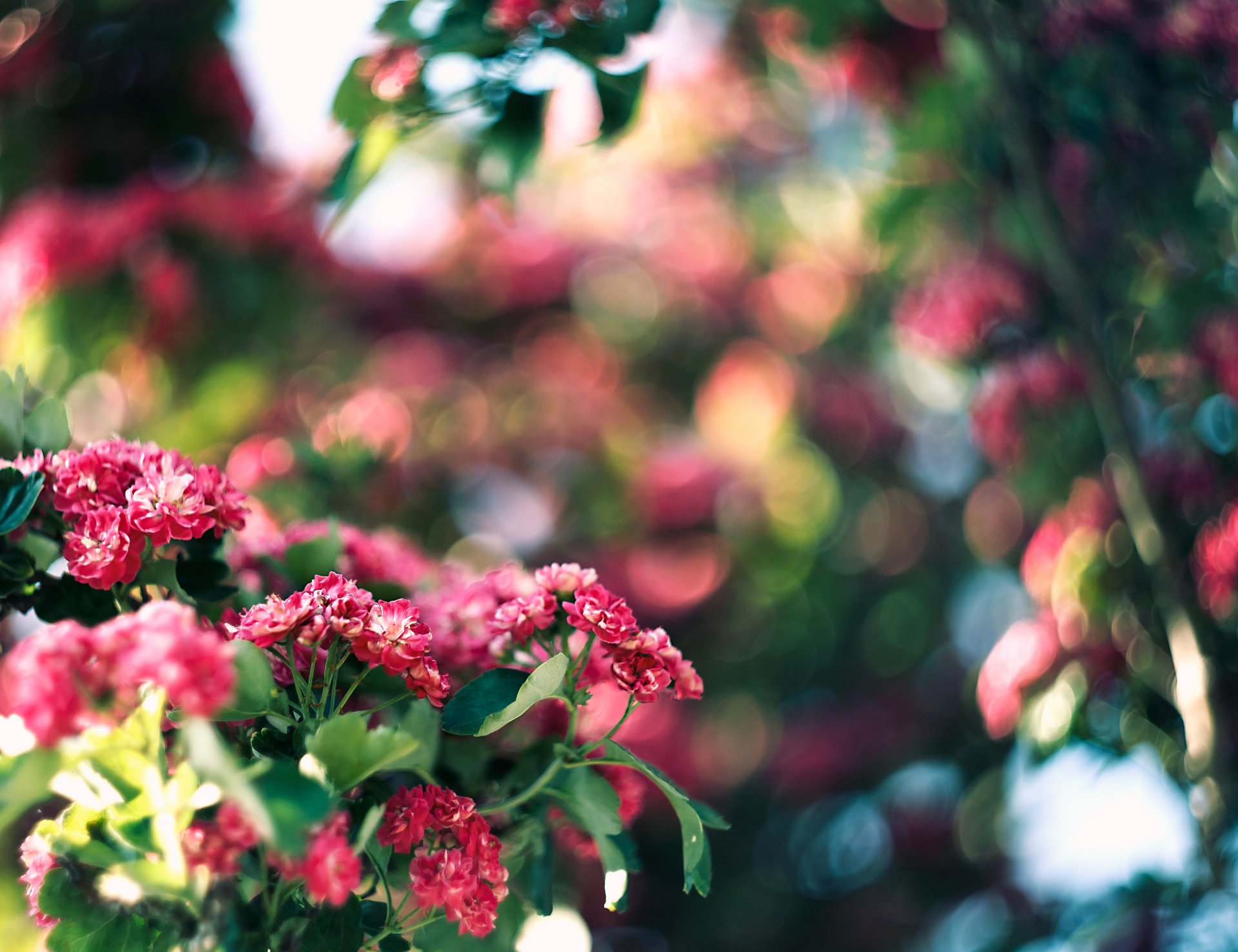 tree flowers pink reflection