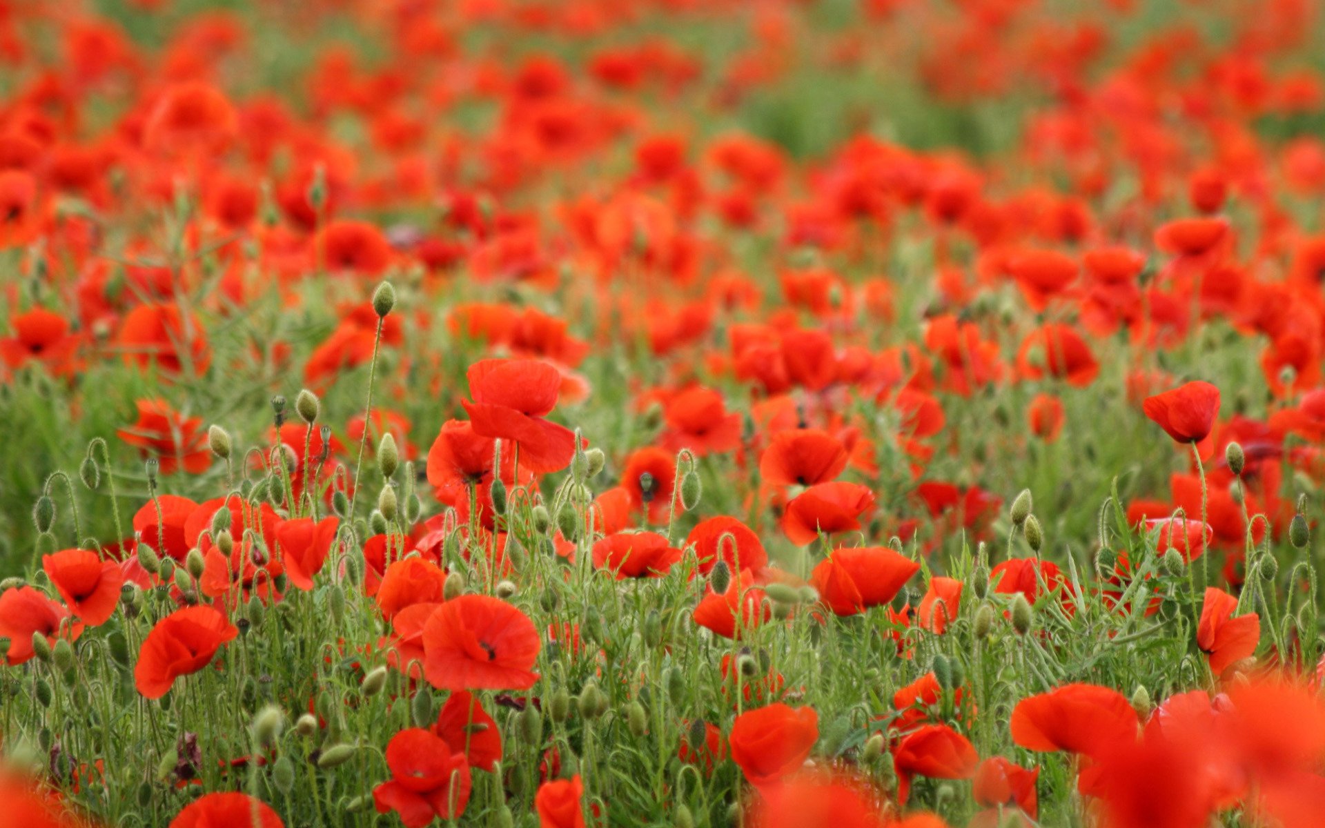 feld rot mohn blumen