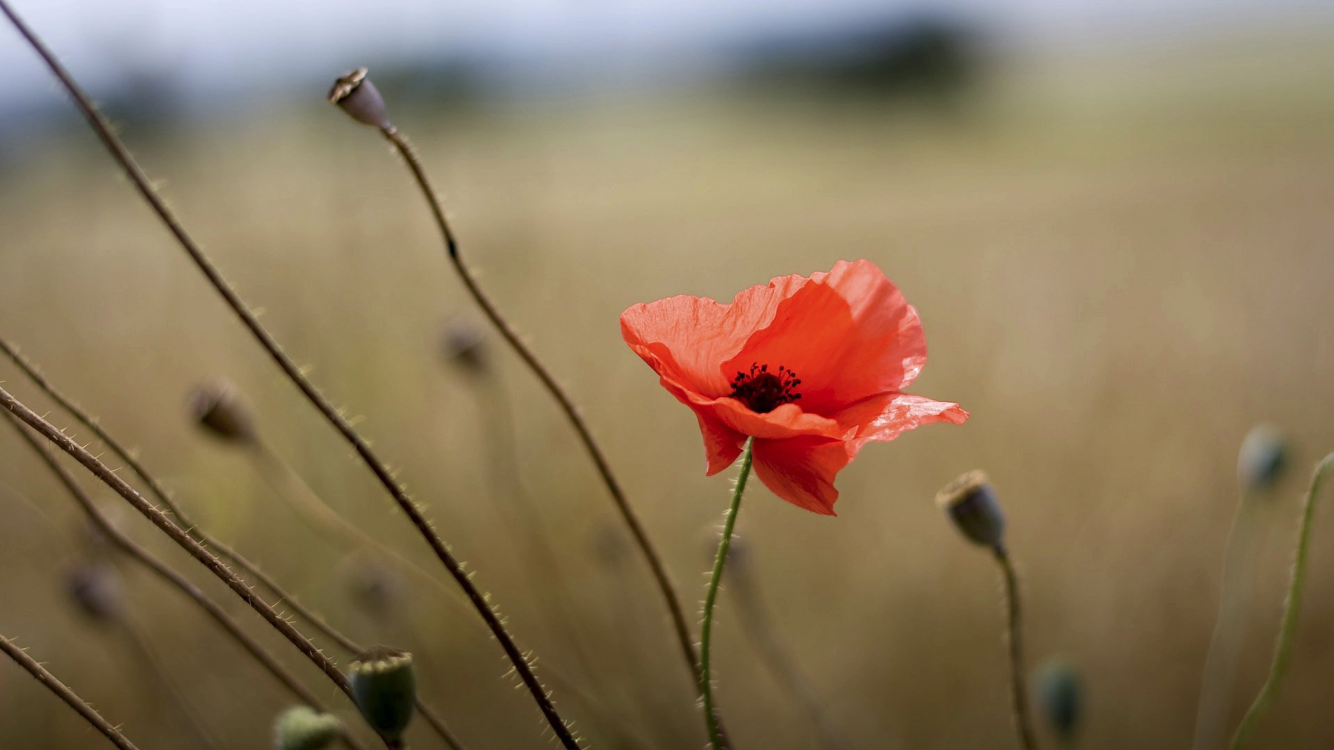 mohn rot feld sommer makro