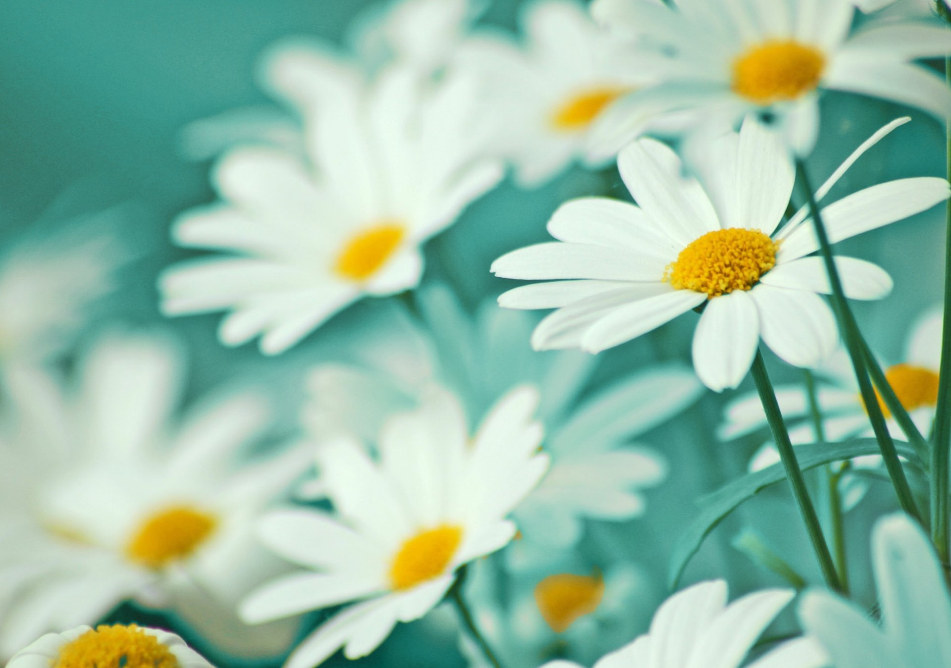 marguerites fleurs pétales blanc légèreté tendresse gros plan