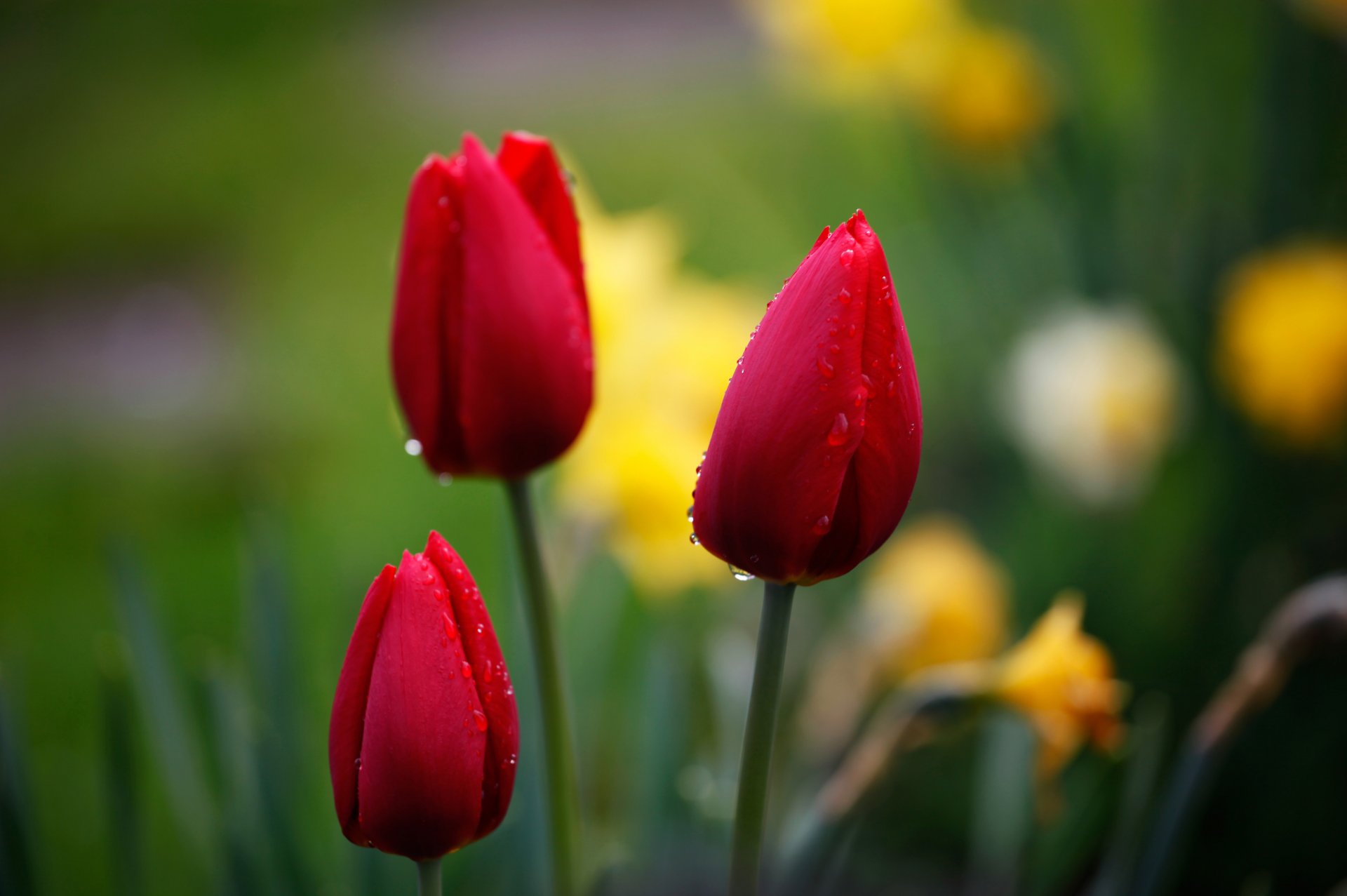 tulipany czerwony pąki krople ostrość tło natura kwiaty makro