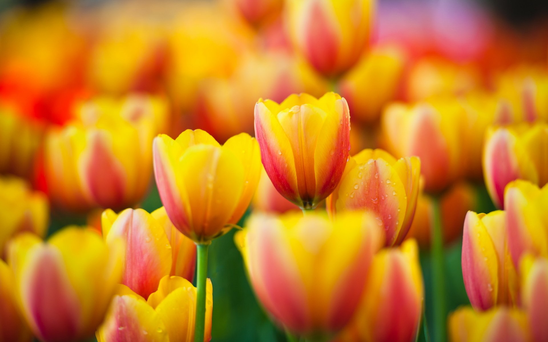 fiori gialli tulipani macro macro giallo