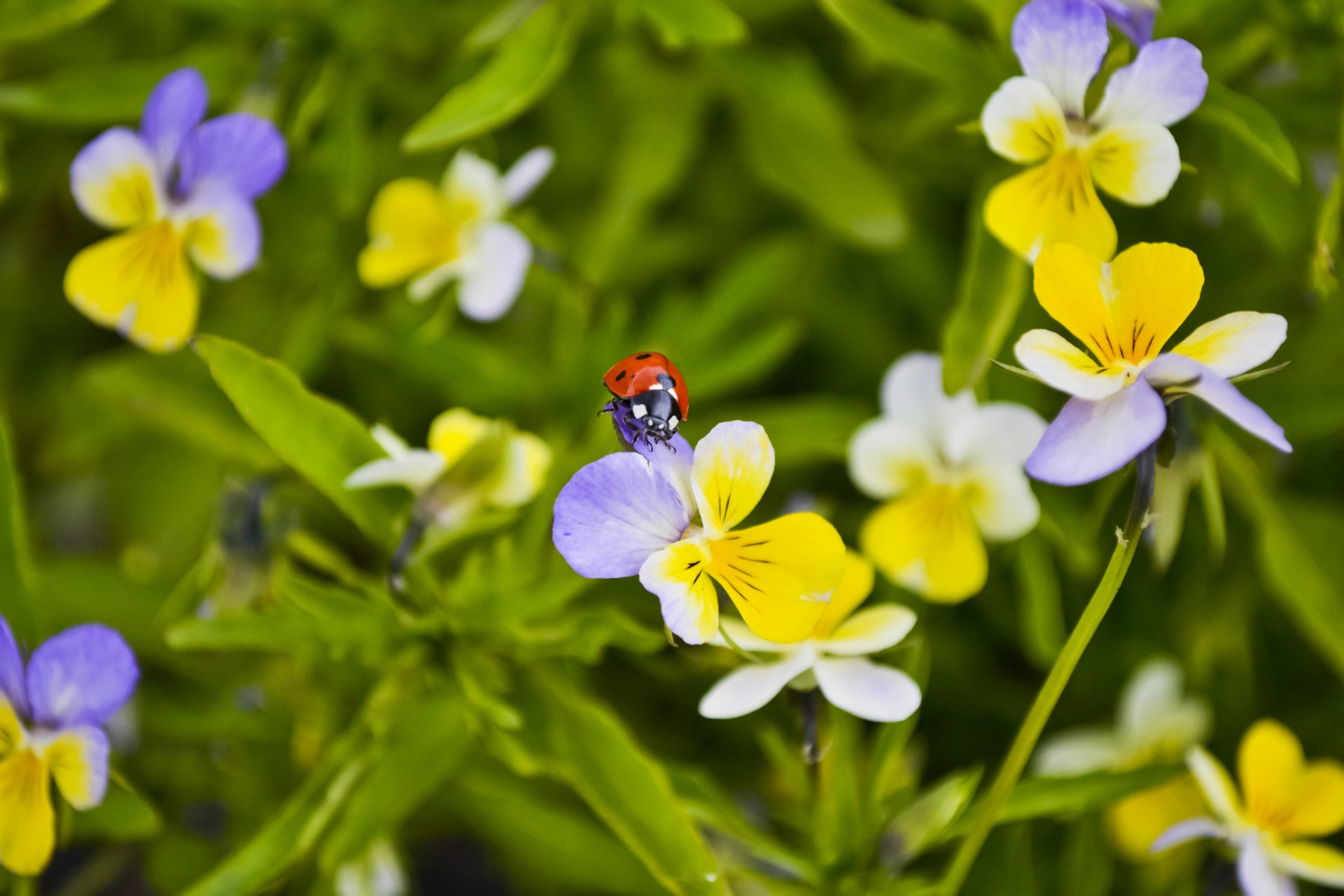 close up ladybug beetle pansies flower