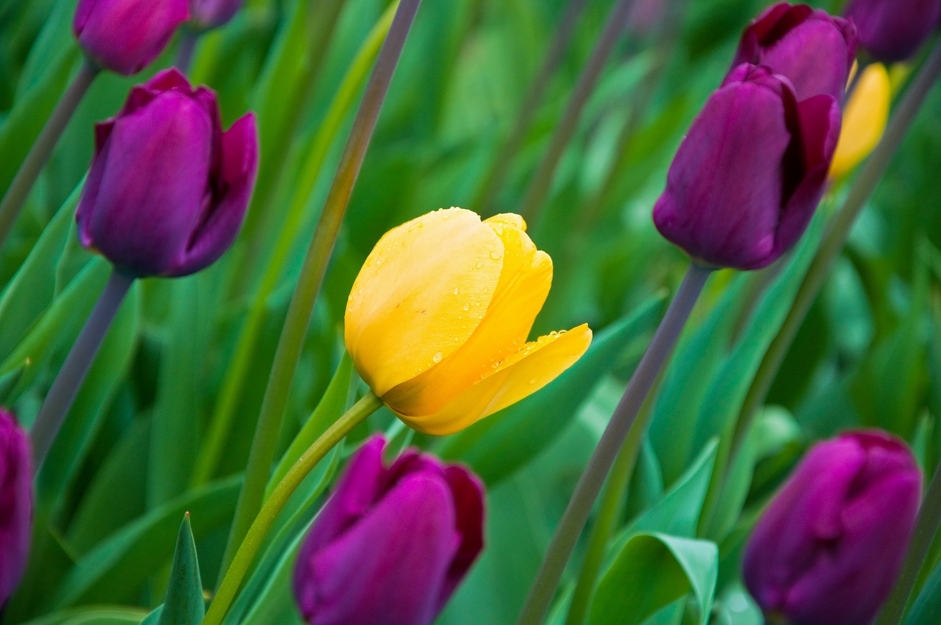 tulipany kwiaty pąki płatki liście wiosna natura