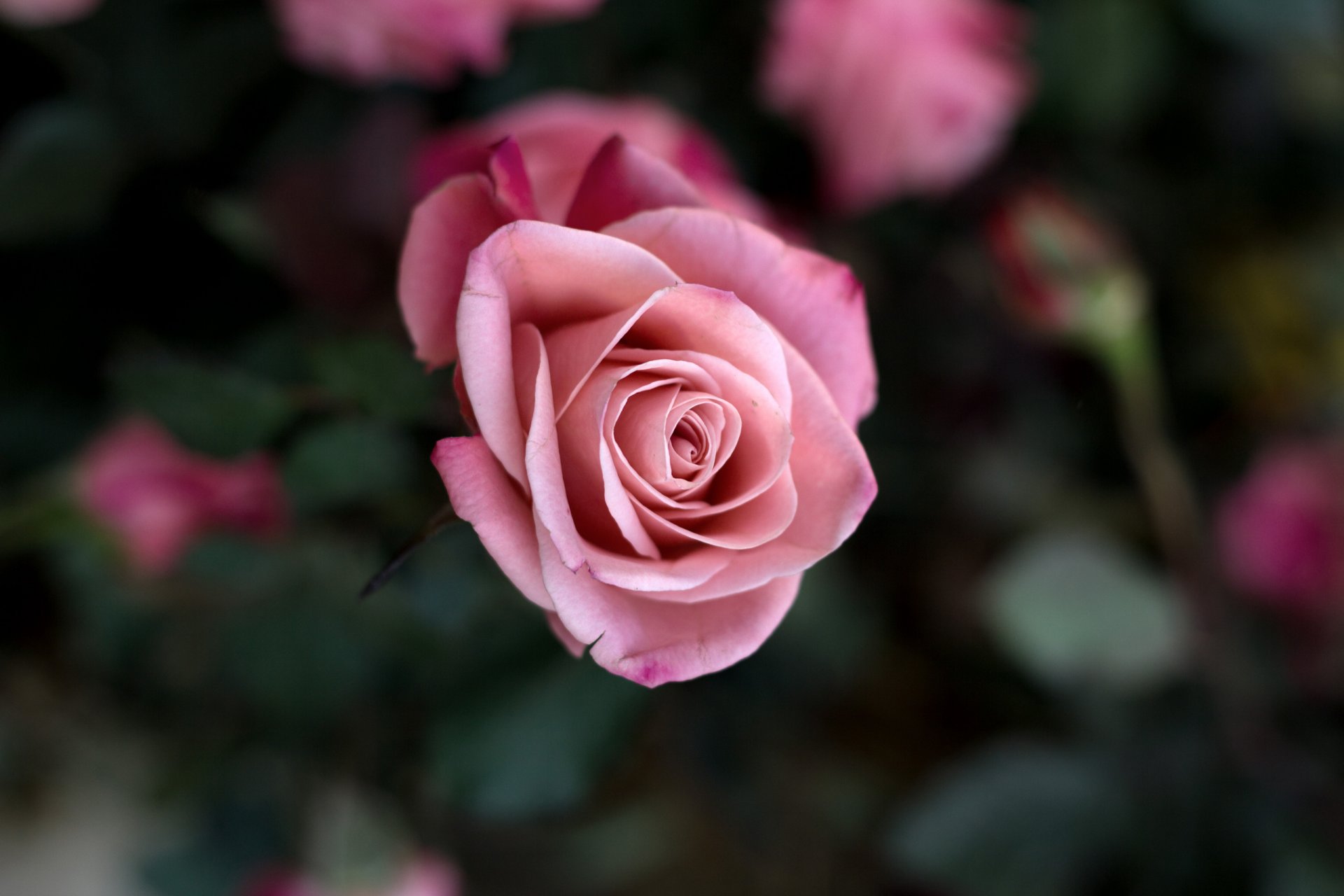 rose pink bud petals macro flower flowers bush blurriness beauty