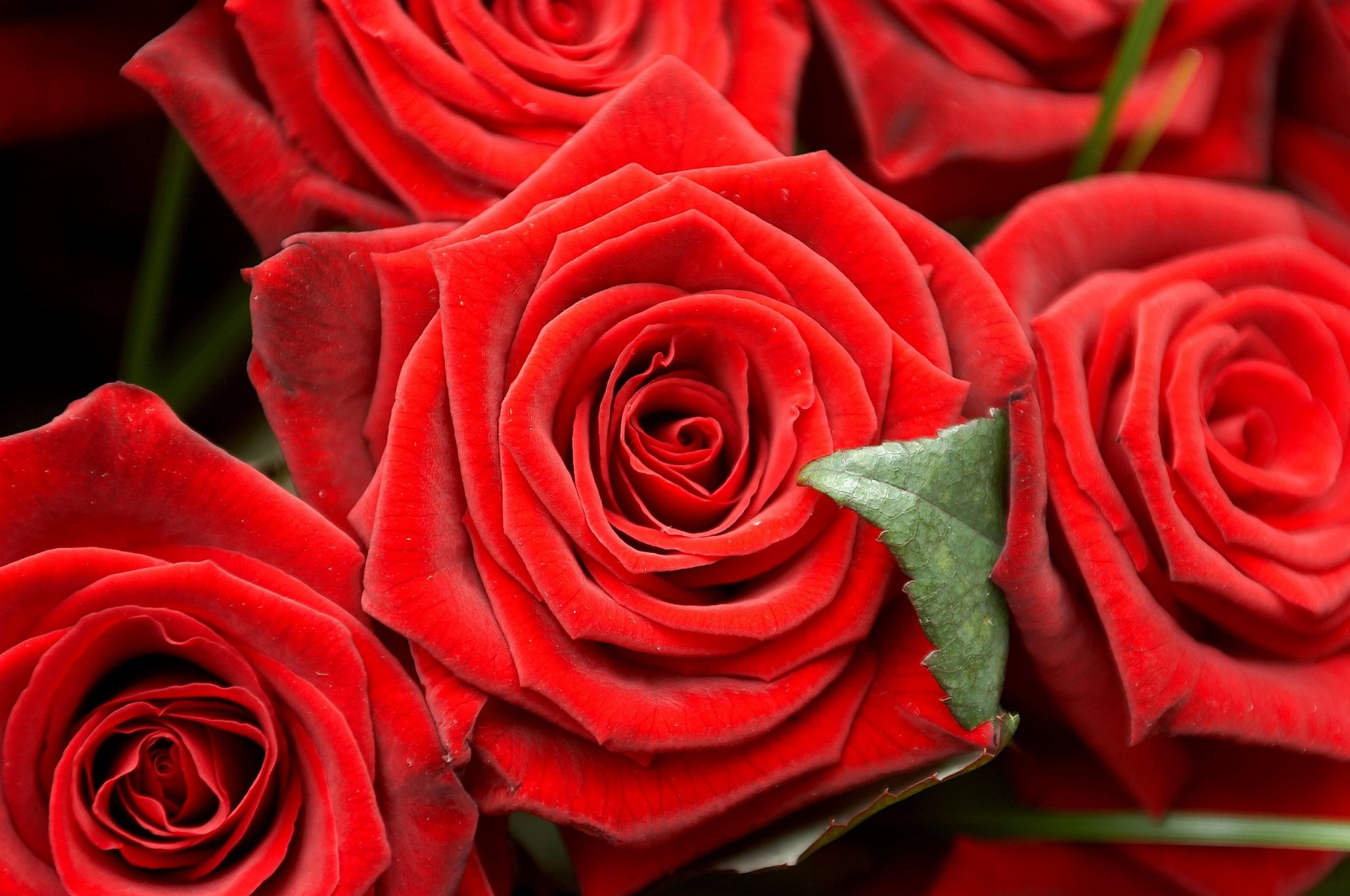 roses buds close up