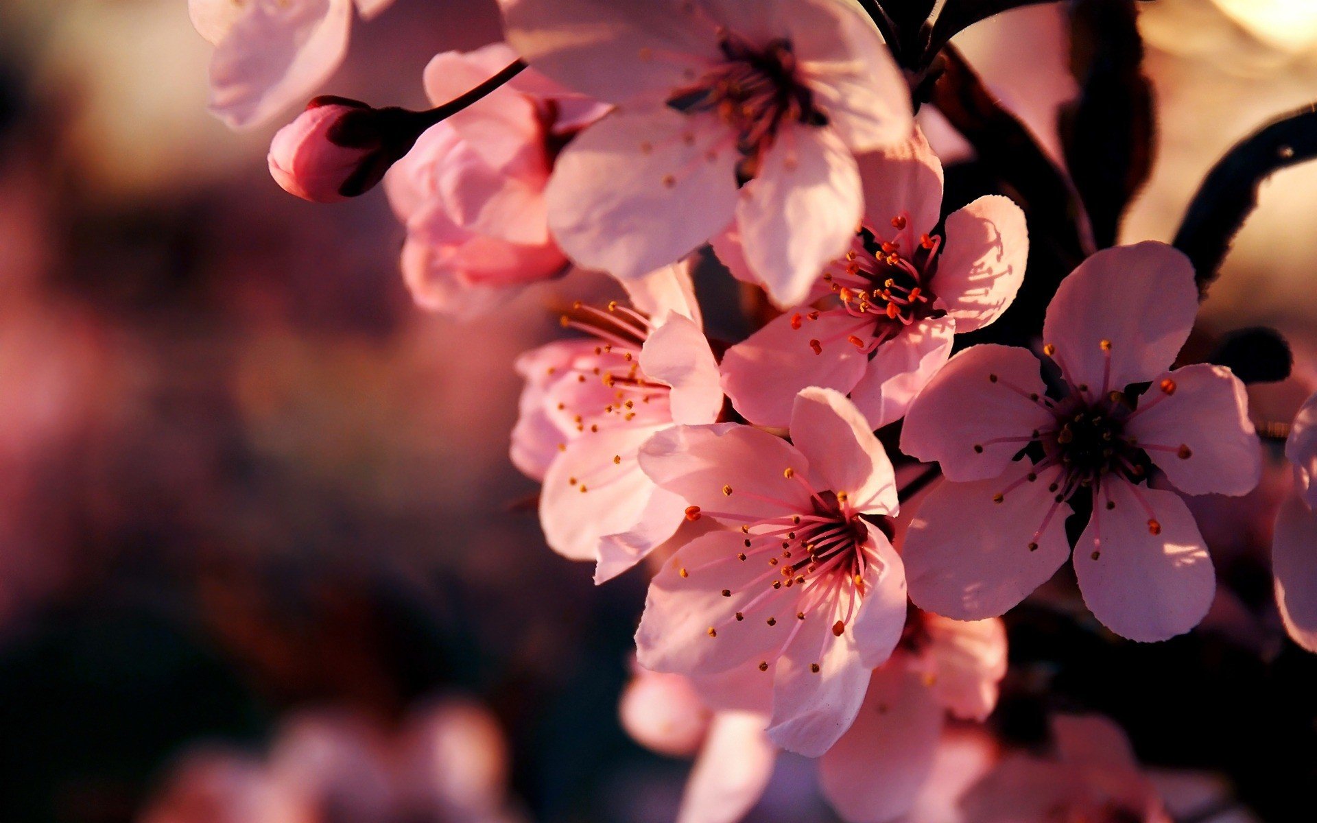 bloom pink flower cherry sakura branch spring close up