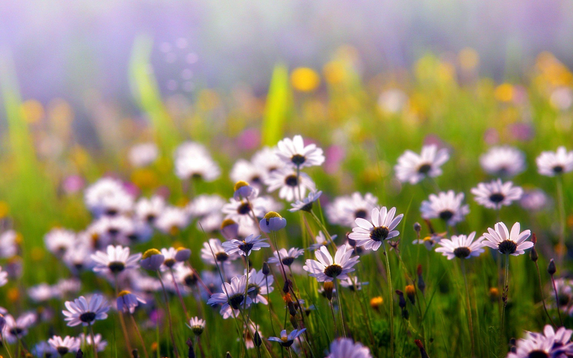 ummer chamomile flower white petals the field plants grass light flower