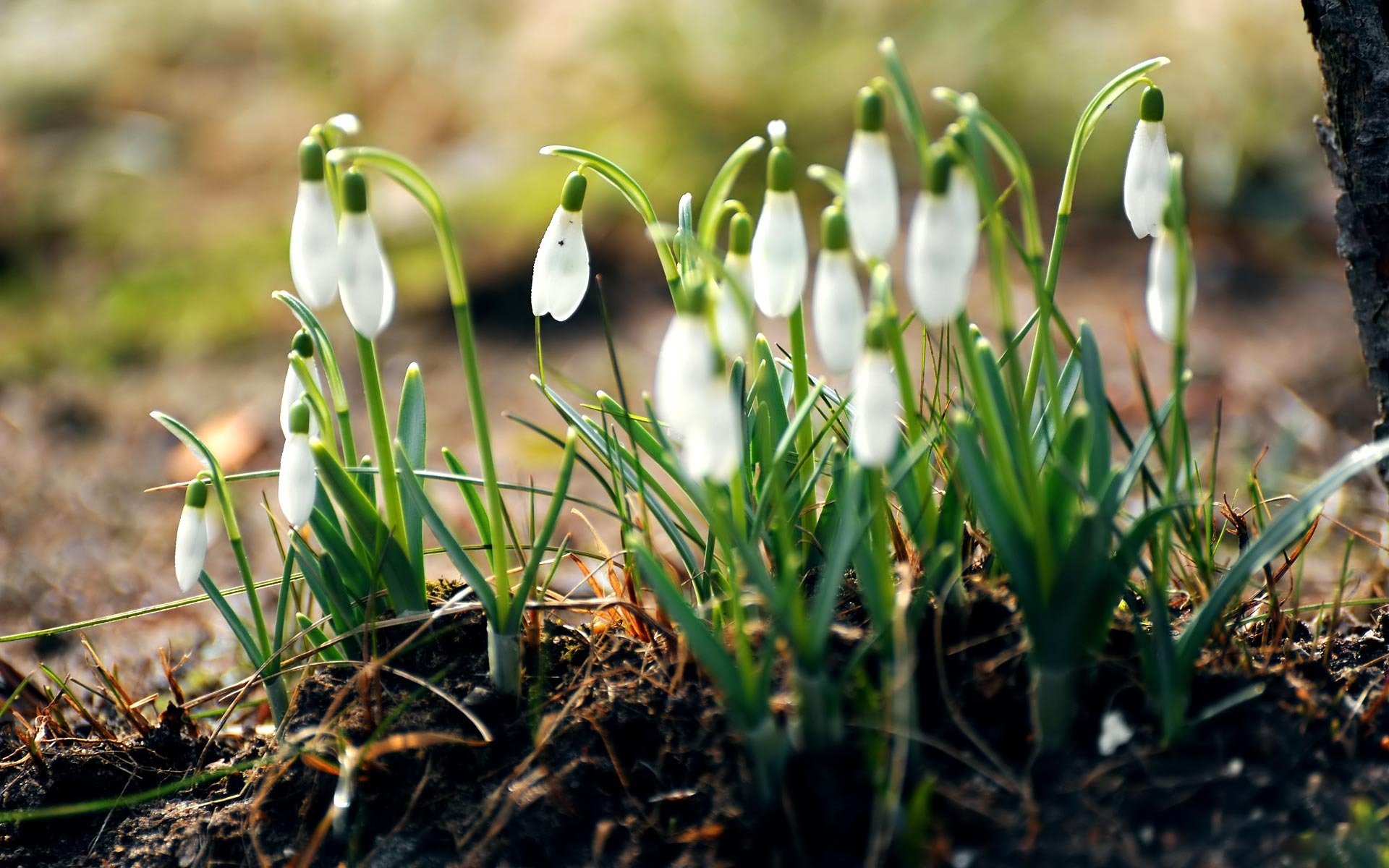 przebiśniegi pierwiosnki białe kwiaty ziemia trawa las wiosna natura makro