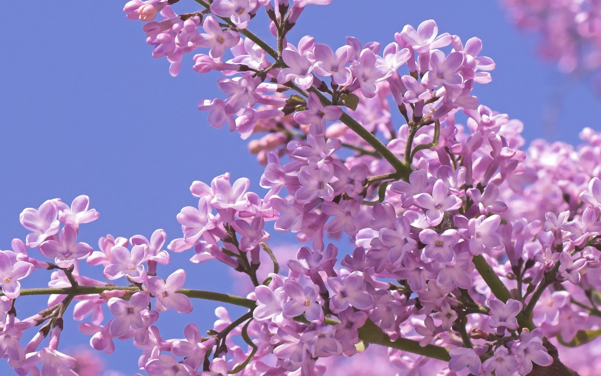 lilas fleurs printemps gros plan