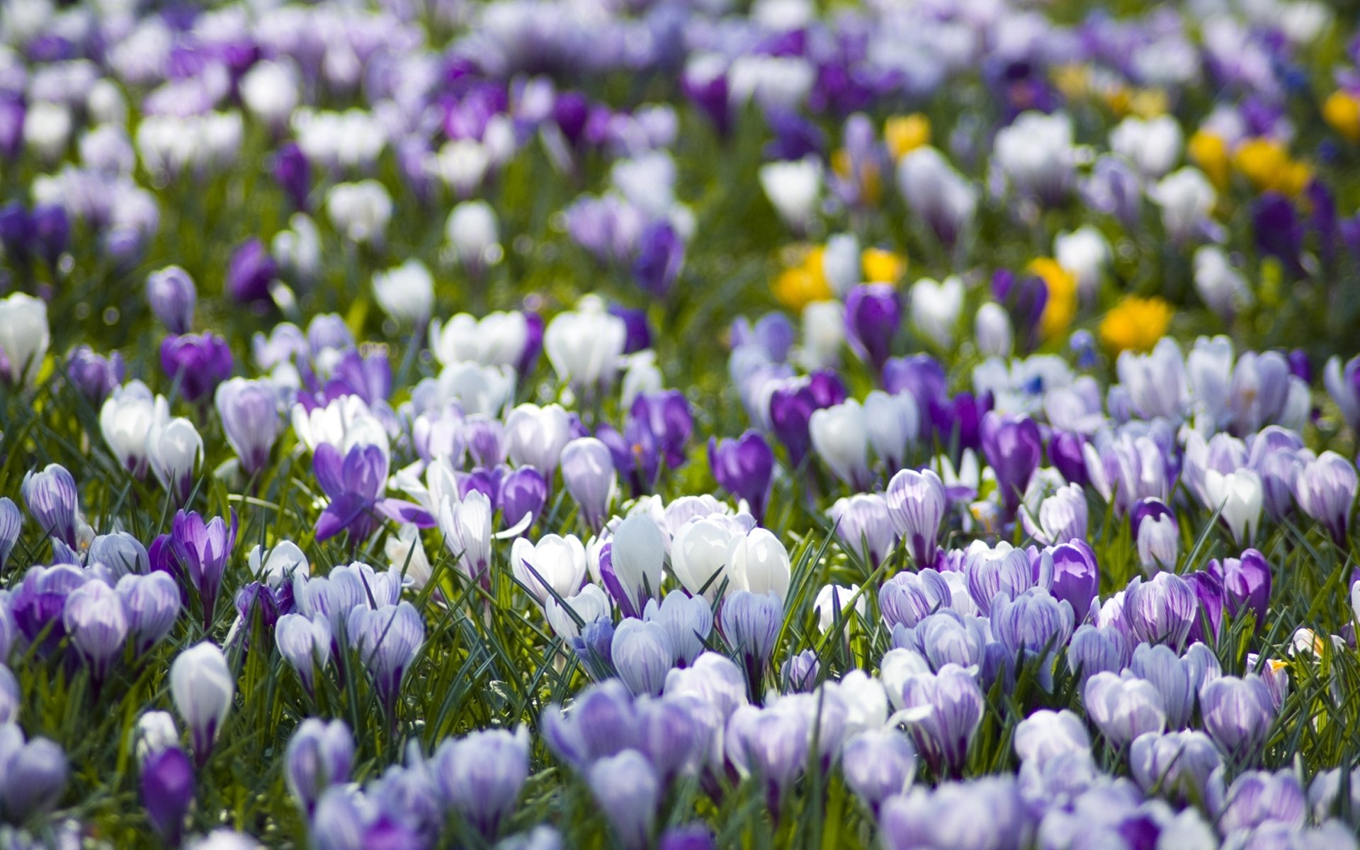 crocus primrose field white purple spring nature