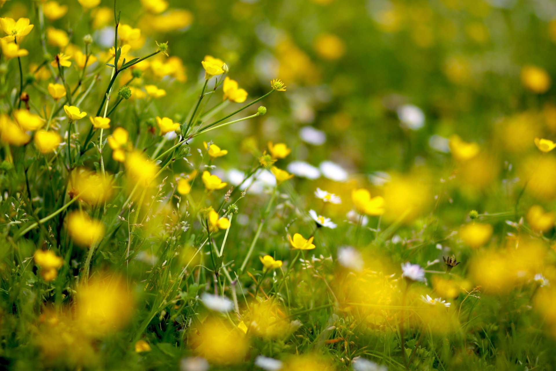 fiori ranuncoli giallo radura