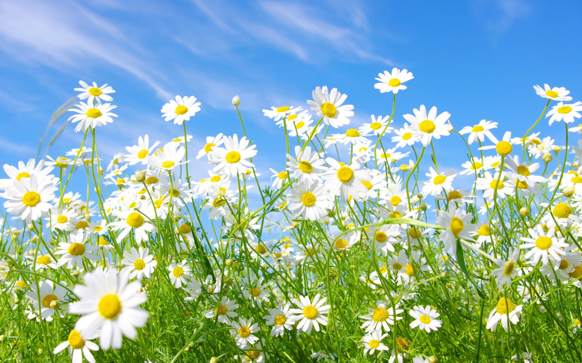 clairière marguerites blanc ciel