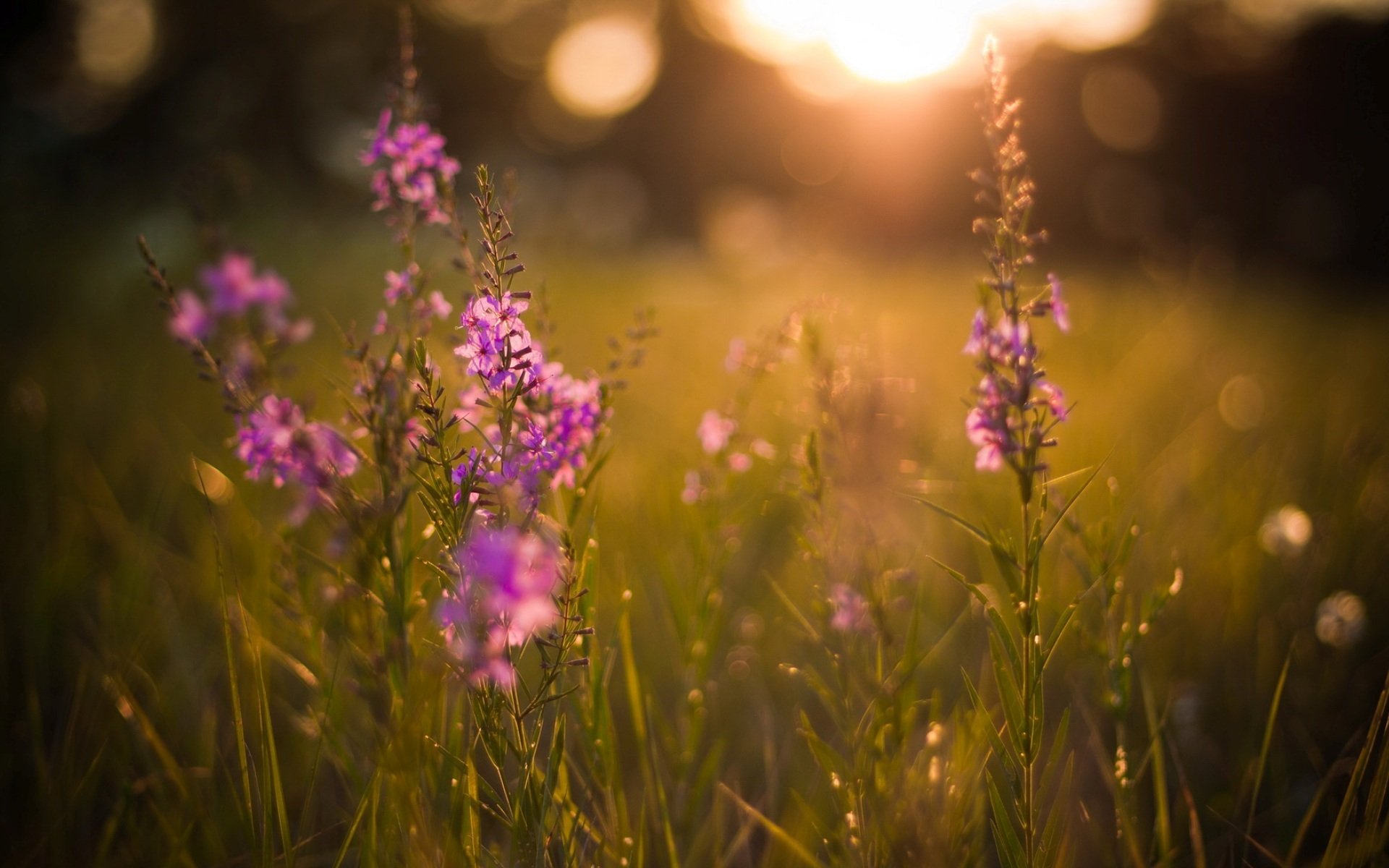 natur lichtung blumen abend sommer sonne sonnenuntergang licht strahlen blendung kräuter pflanzen hintergrund tapete