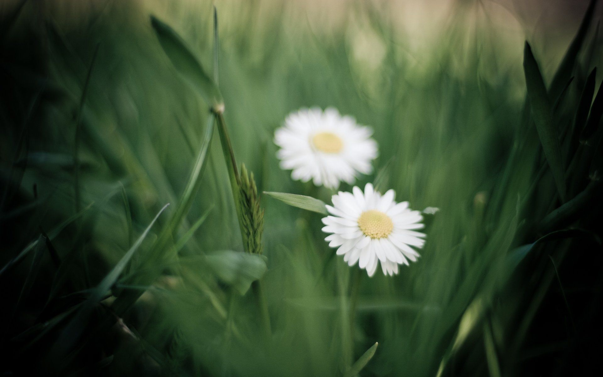 gänseblümchen blumen weiß blütenblätter gras grüns unschärfe makro