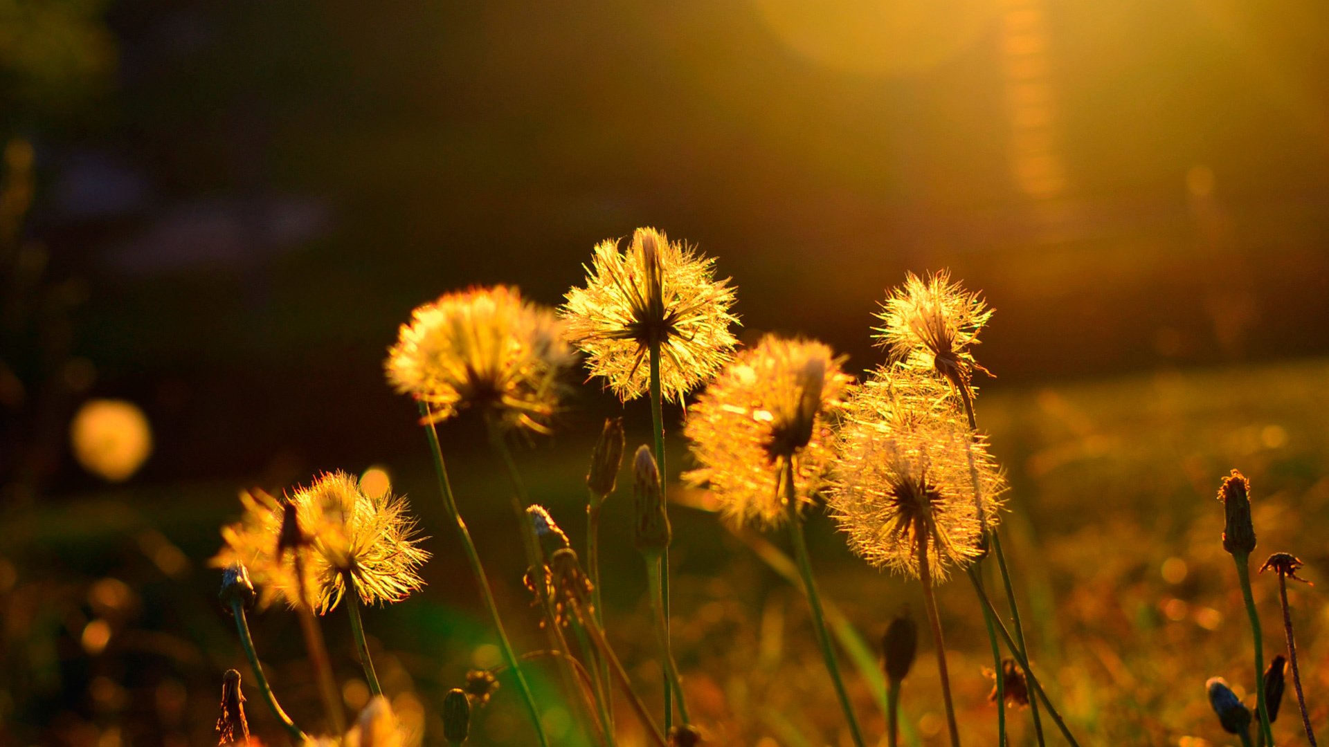 été soleil chaleur fleurs gros plan humeur