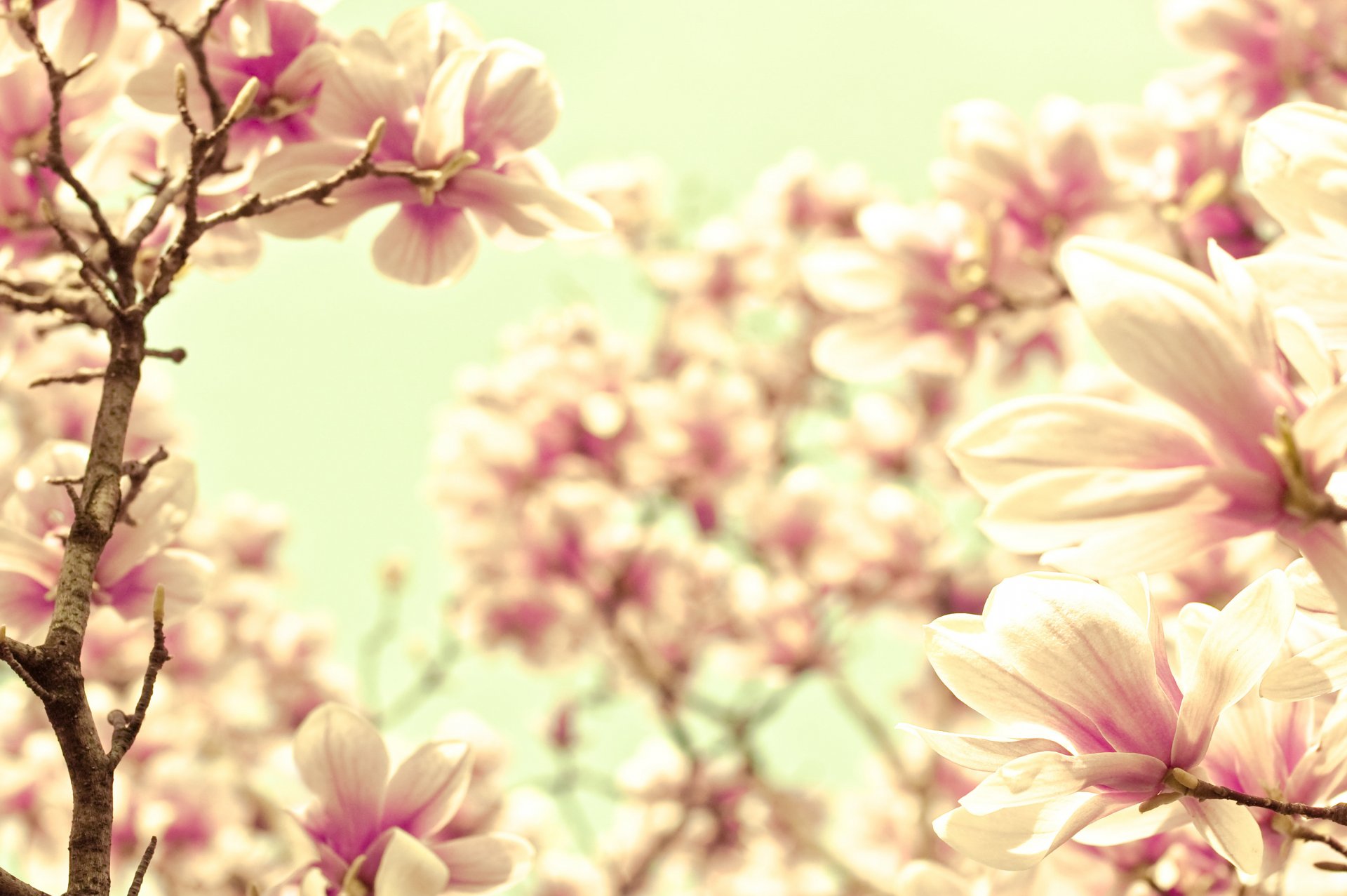 magnolia pink cream tenderness color branch twig flowers petals blurriness nature macro