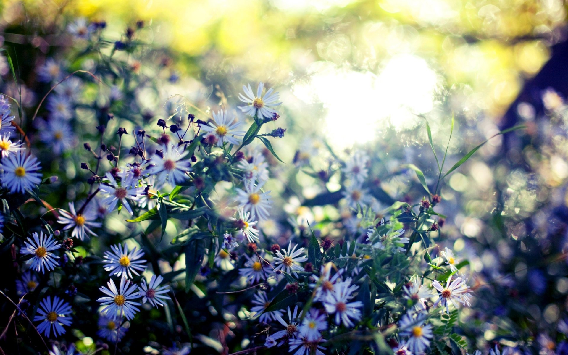 natura rośliny liście kwiaty kolory kwitnienie lato bokeh rozmycie tło tapeta