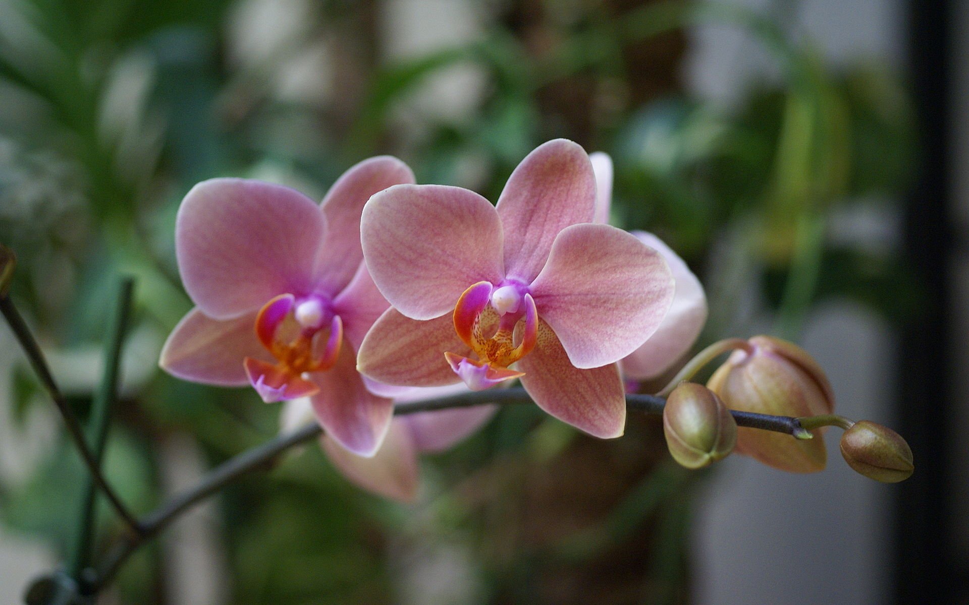 orquídea rosa flor hermoso fondo de pantalla flores exótico phalaenopsis rosa belleza