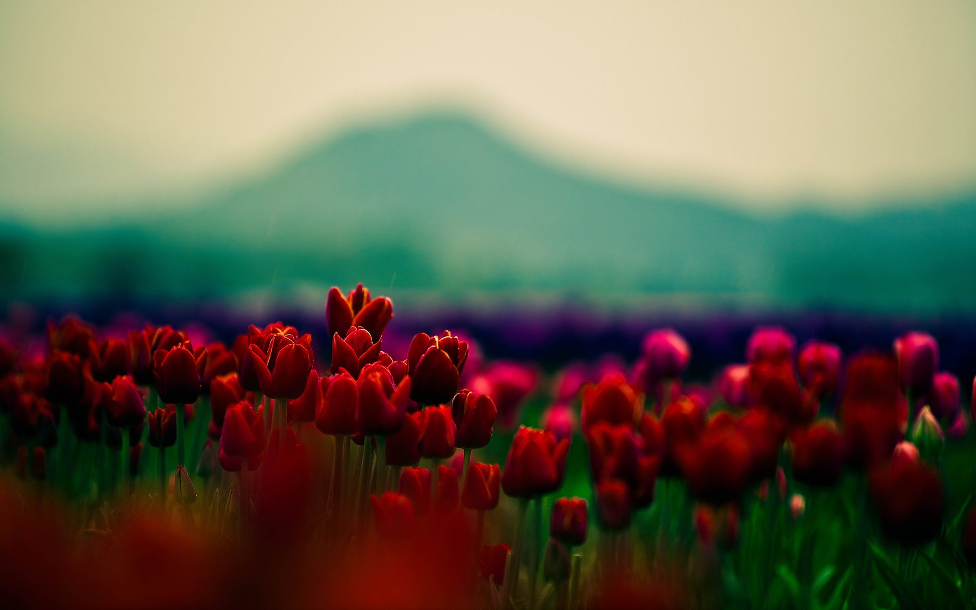 flowers wallpaper tulips red flowers flower flowers beauty beautiful flowers beautiful wallpaper petals macro wallpaper focus widescreen wallpaper widescreen wallpaper flowers desktop wallpaper widescreen wallpaper