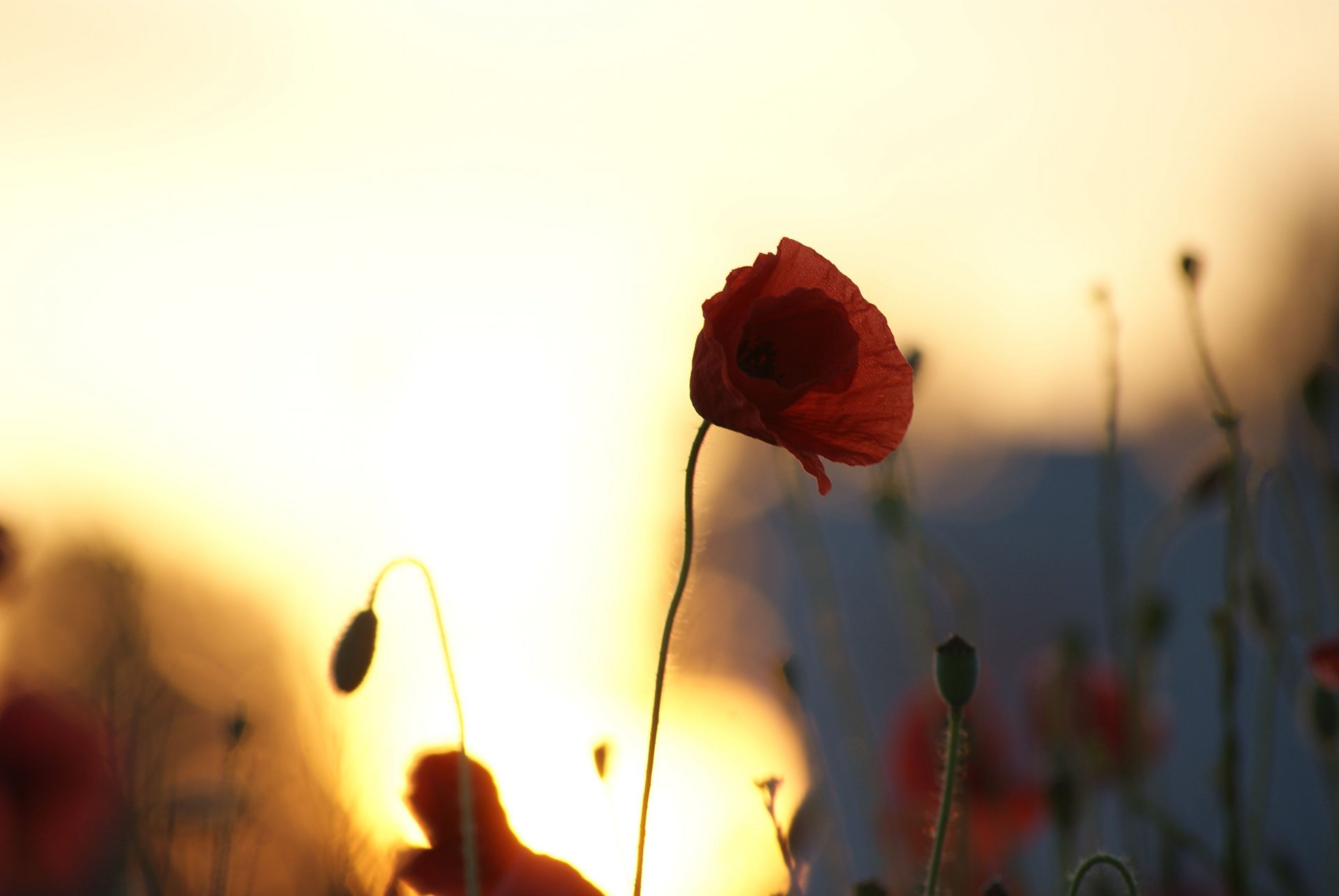 papavero papaveri fiori campo sagome tramonto sole cielo macro