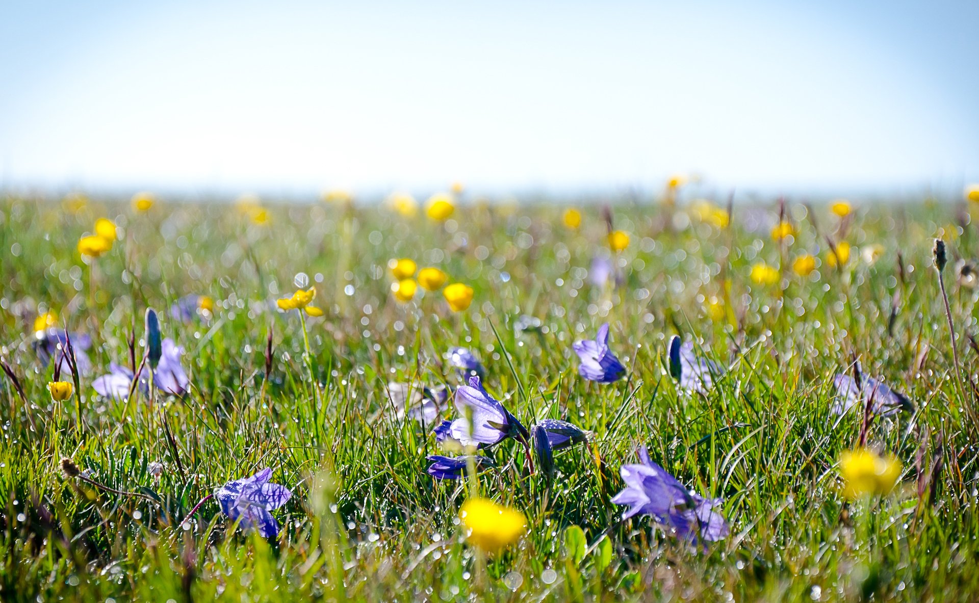 alpino prato campo rugiada erba fiori