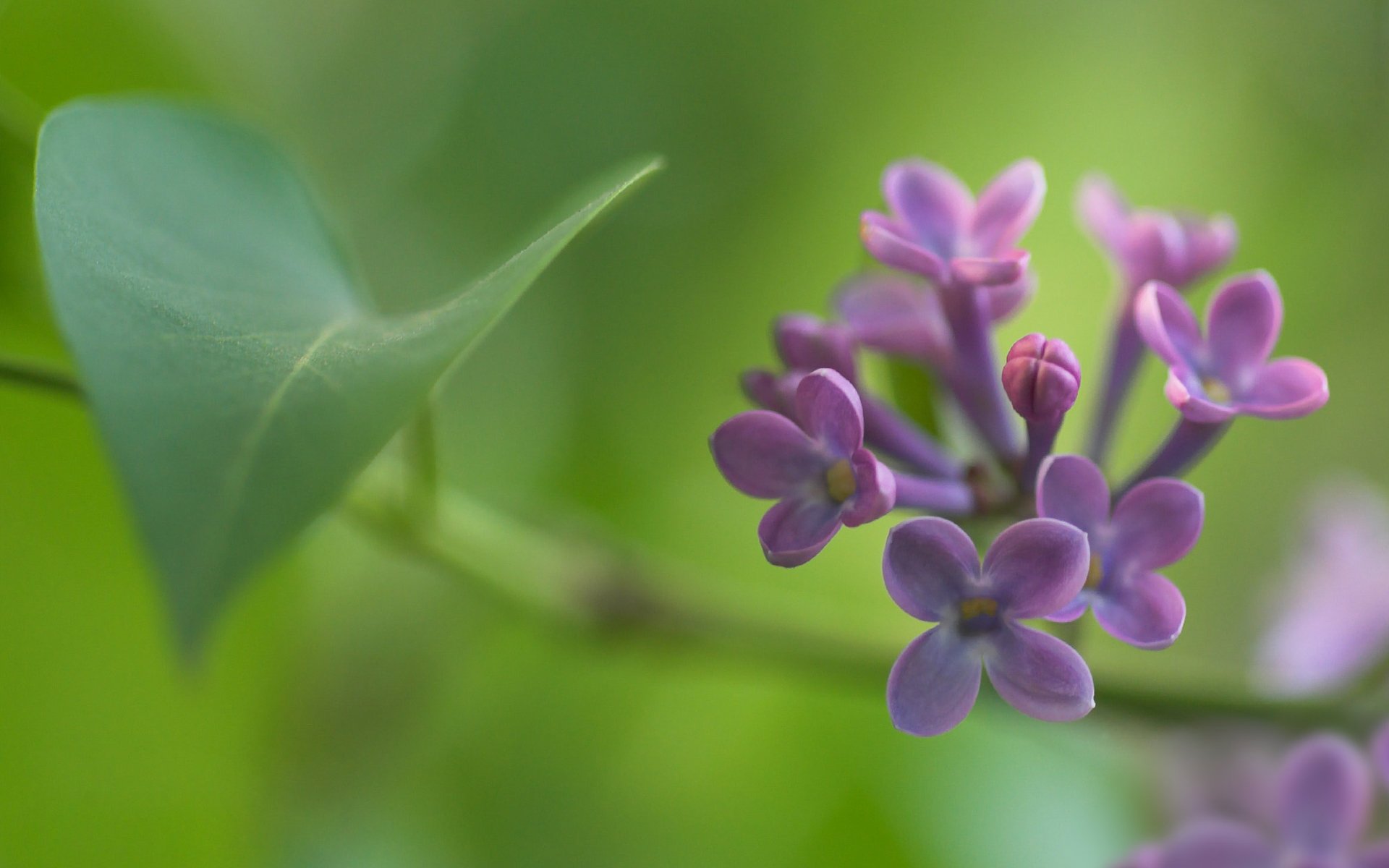 lilla fiori bocciolo ramoscello ramo foglia messa a fuoco sfocatura primavera macro