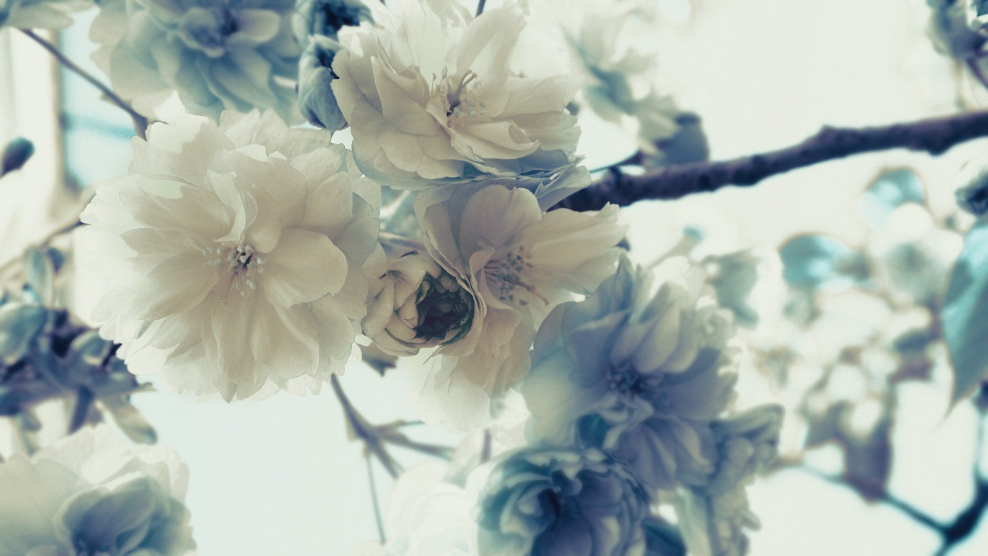 fiori sakura petali rami boccioli albero macro natura pianta