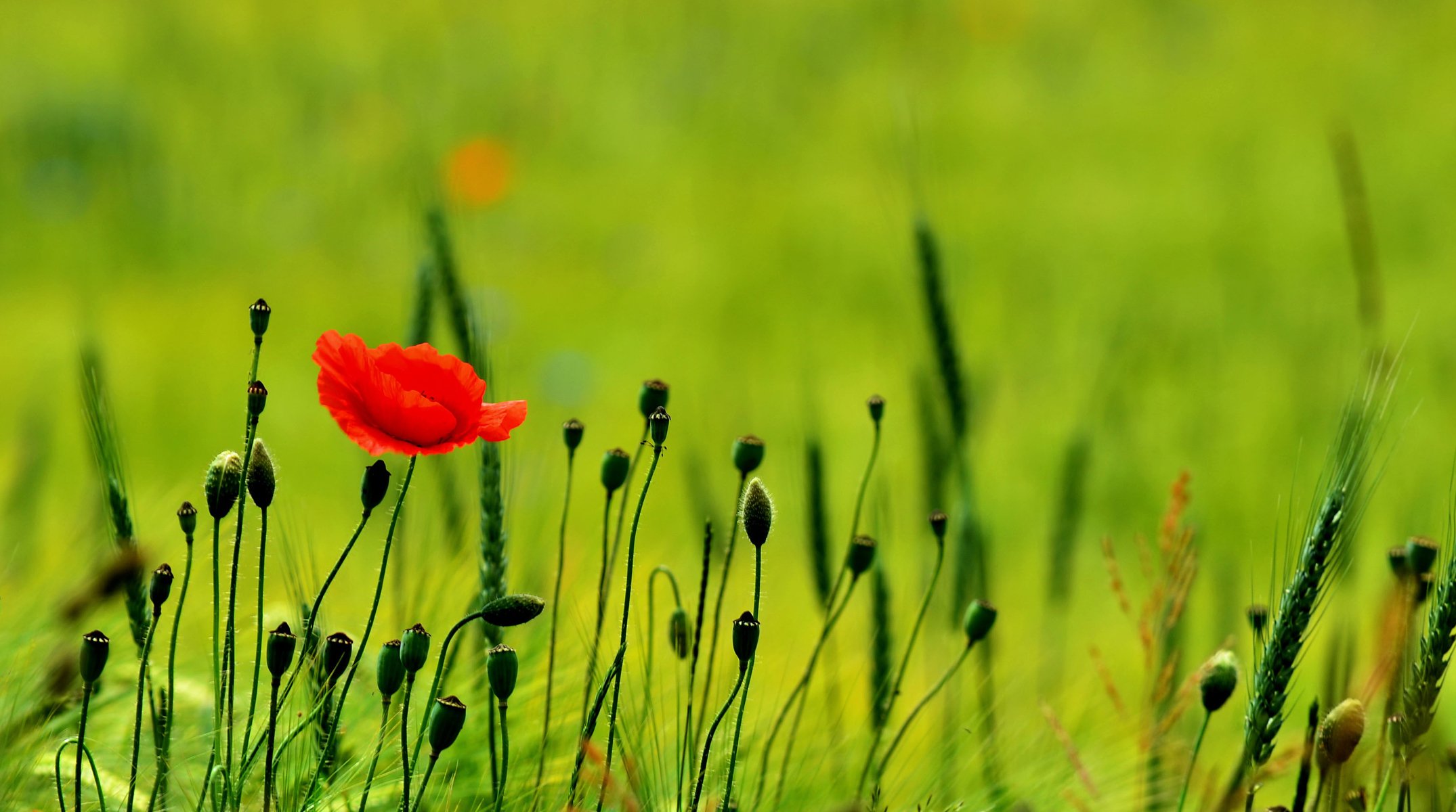 natur feld mohnblumen grüns