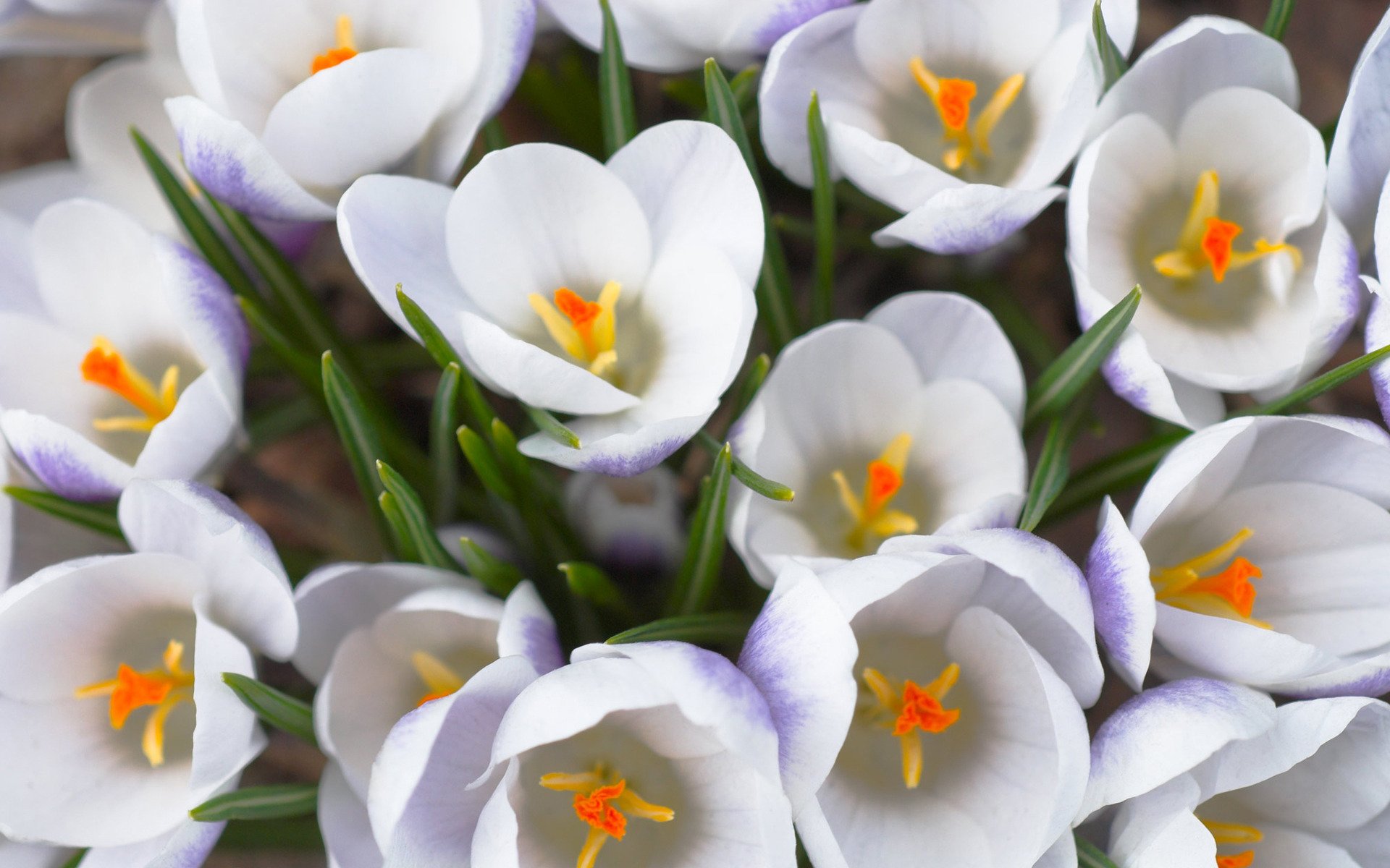 crocus white primrose bouquet flower spring close up