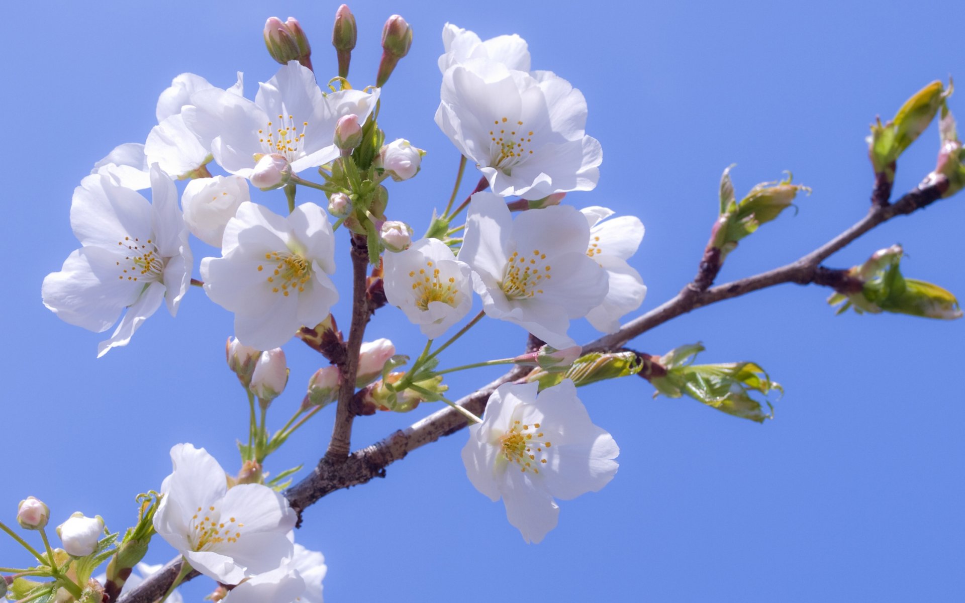 cereza sakura blanco blanco como la nieve flores floración pétalos rama primavera cielo azul ligereza ternura