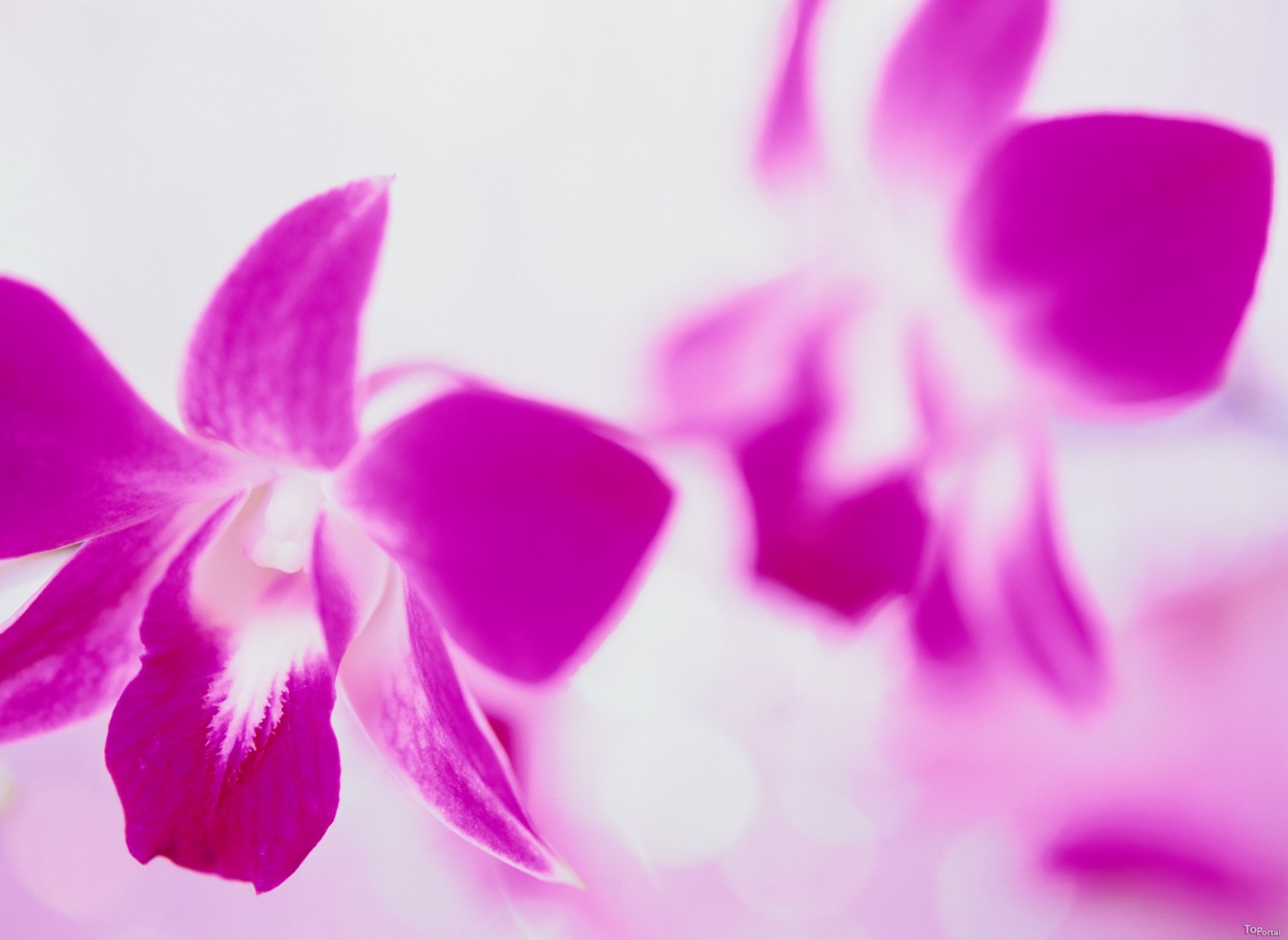 flower pink white background