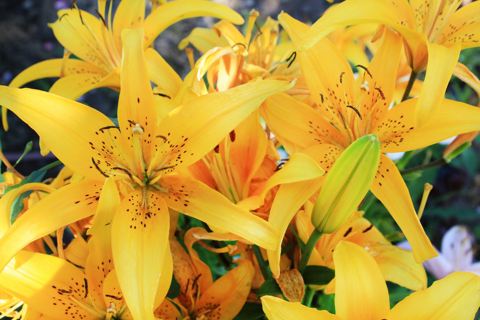 lilies yellow flower