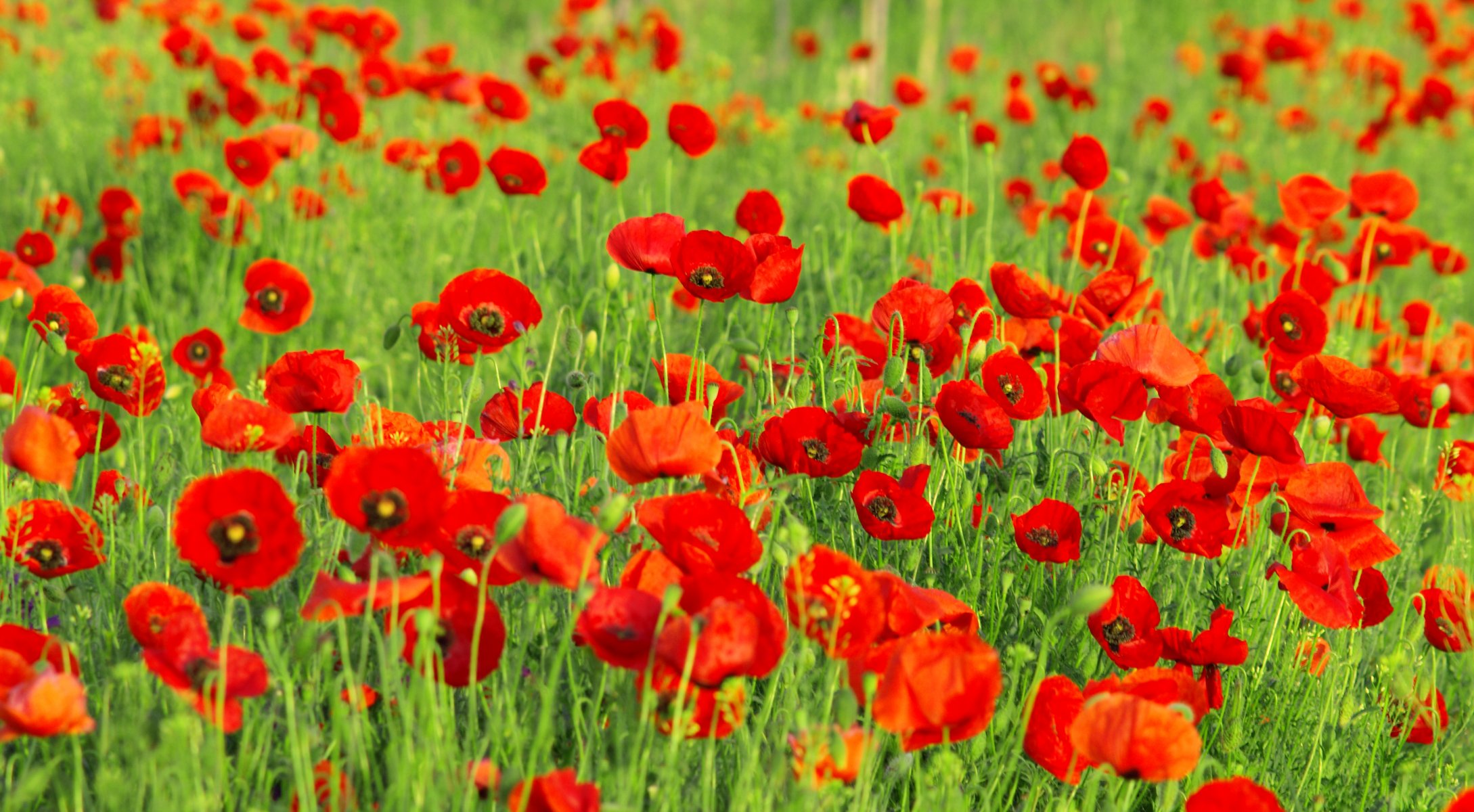 coquelicots bourgeons pétales rouge fleurs herbe verdure champ clairière nature