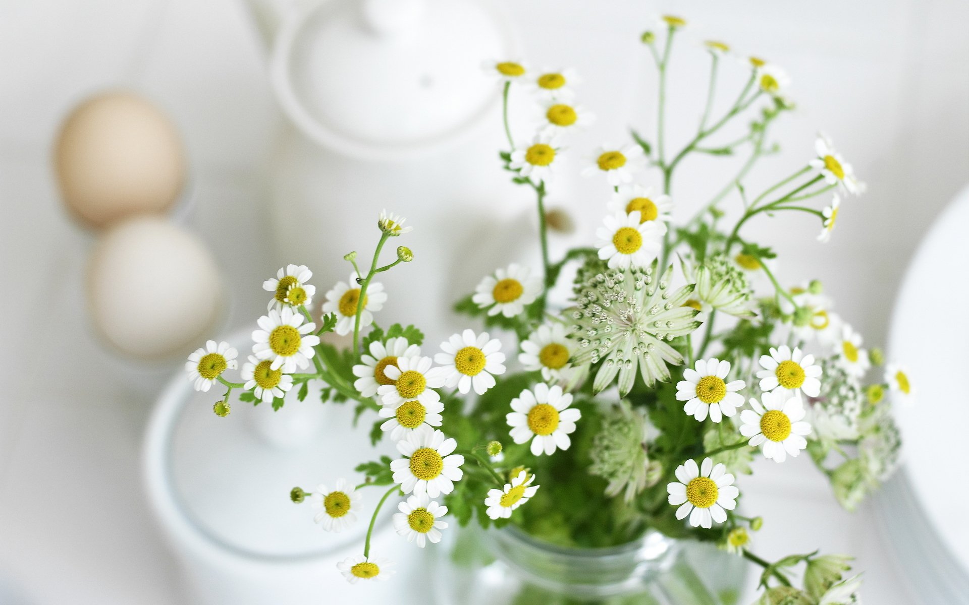 fiori piante margherite foglie bianco