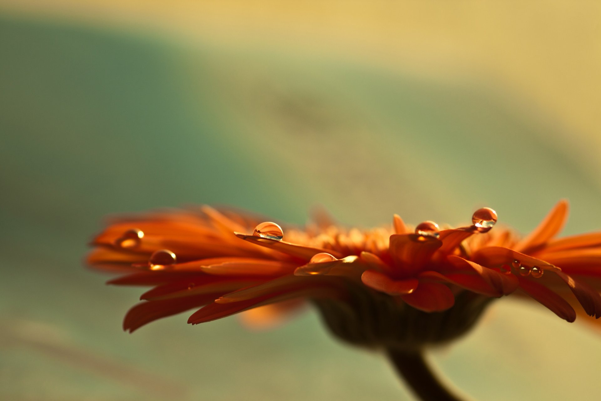 flores macro gerbera brote pétalos enfoque tallo gotas agua