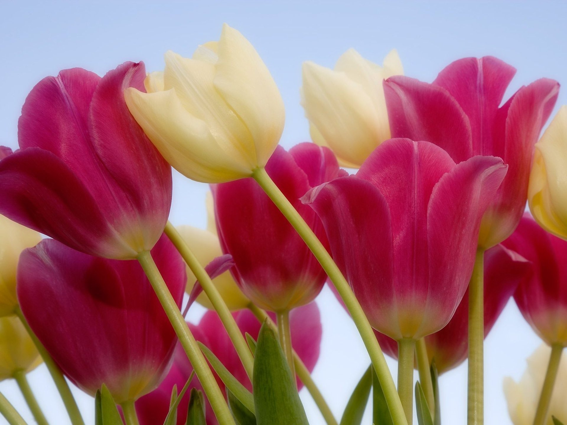 tulipes blanc rose fleurs tige