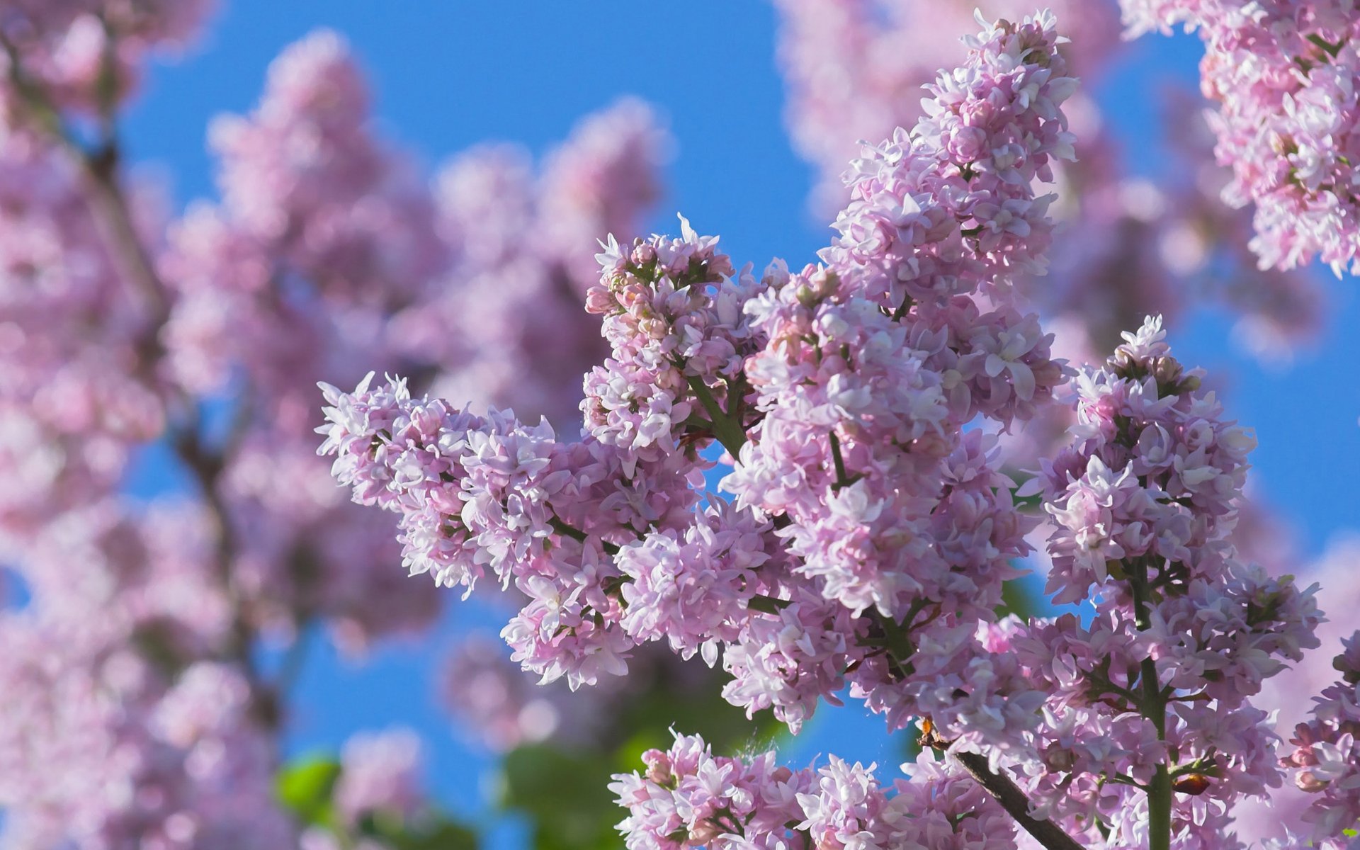 bzy kwiaty rozmycie wiosna natura makro