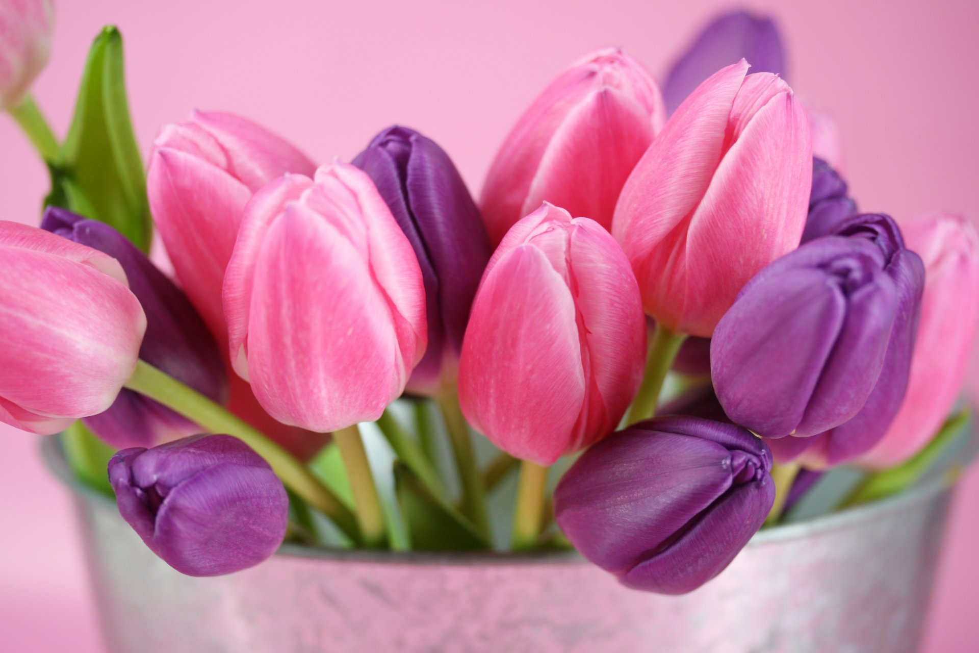 tulipani fiori boccioli rosa viola